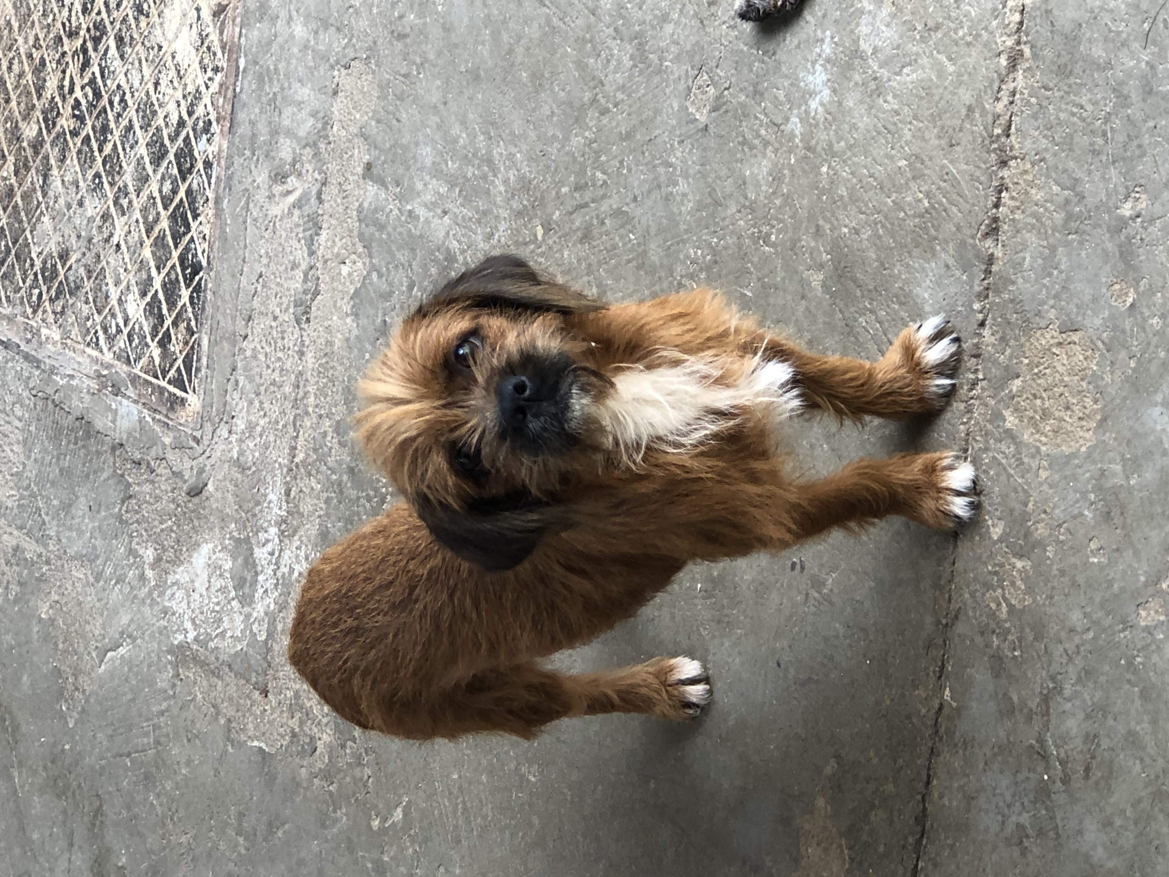Portal Adocão Adoção de dois cachorros  Goiânia 