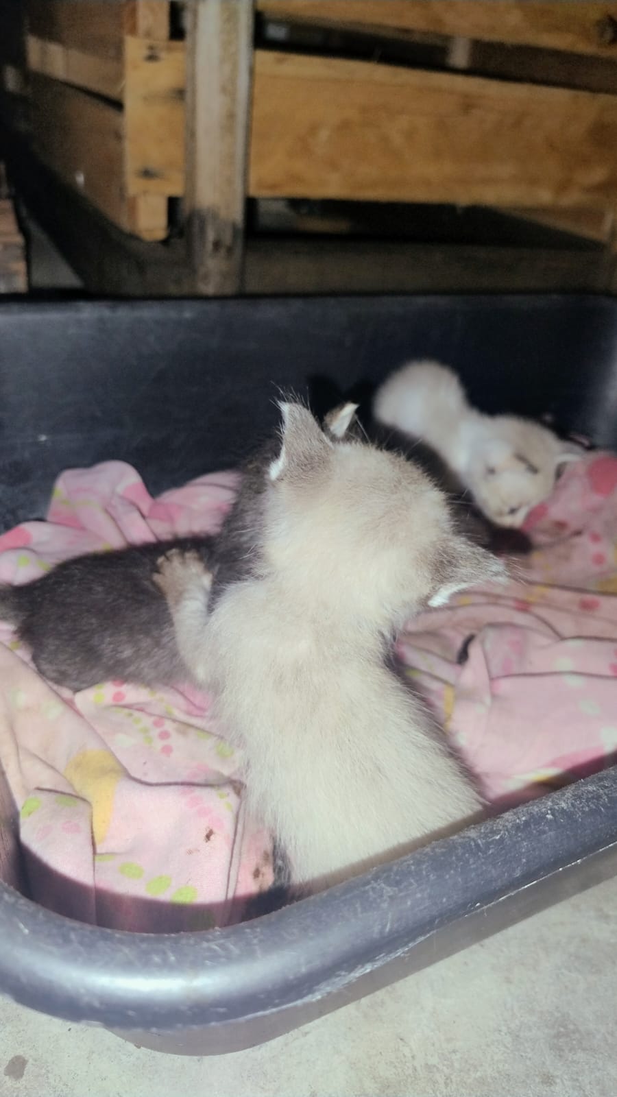 Portal Adocão Gatinhos para adoção  Nossa Senhora do Socorro 