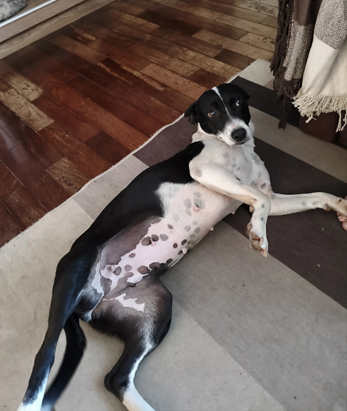 Portal Adocão Estou a procura de um lar 🐕🥰 Americana
