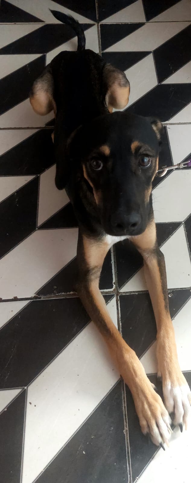 Portal Adocão Doação de cachorro macho🐕 Salvador 