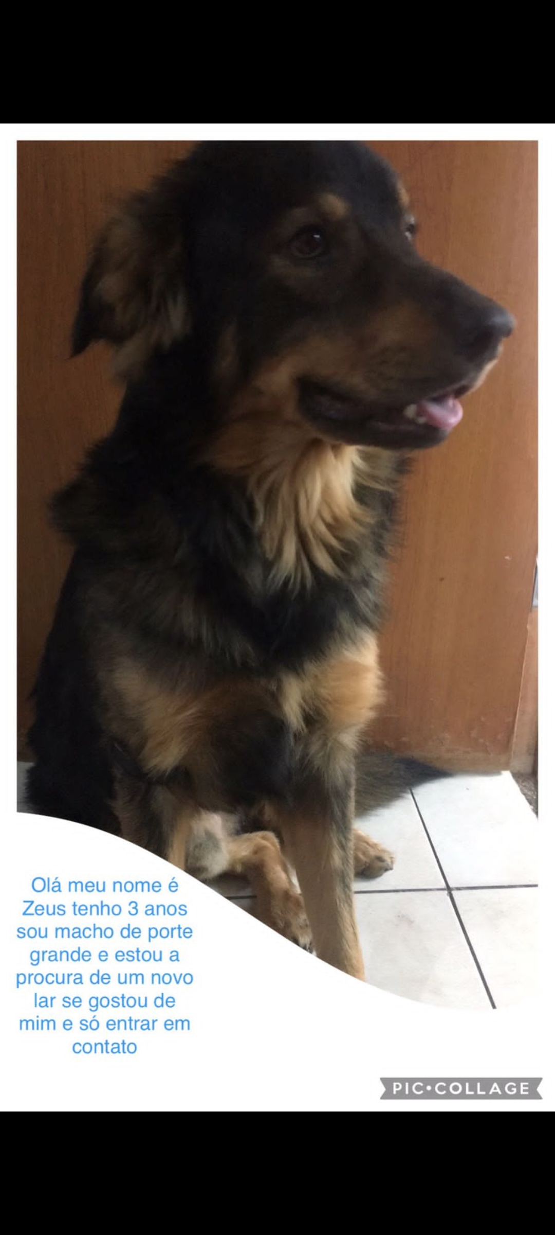 Portal Adocão Doação de cachorro  Belo horizonte 