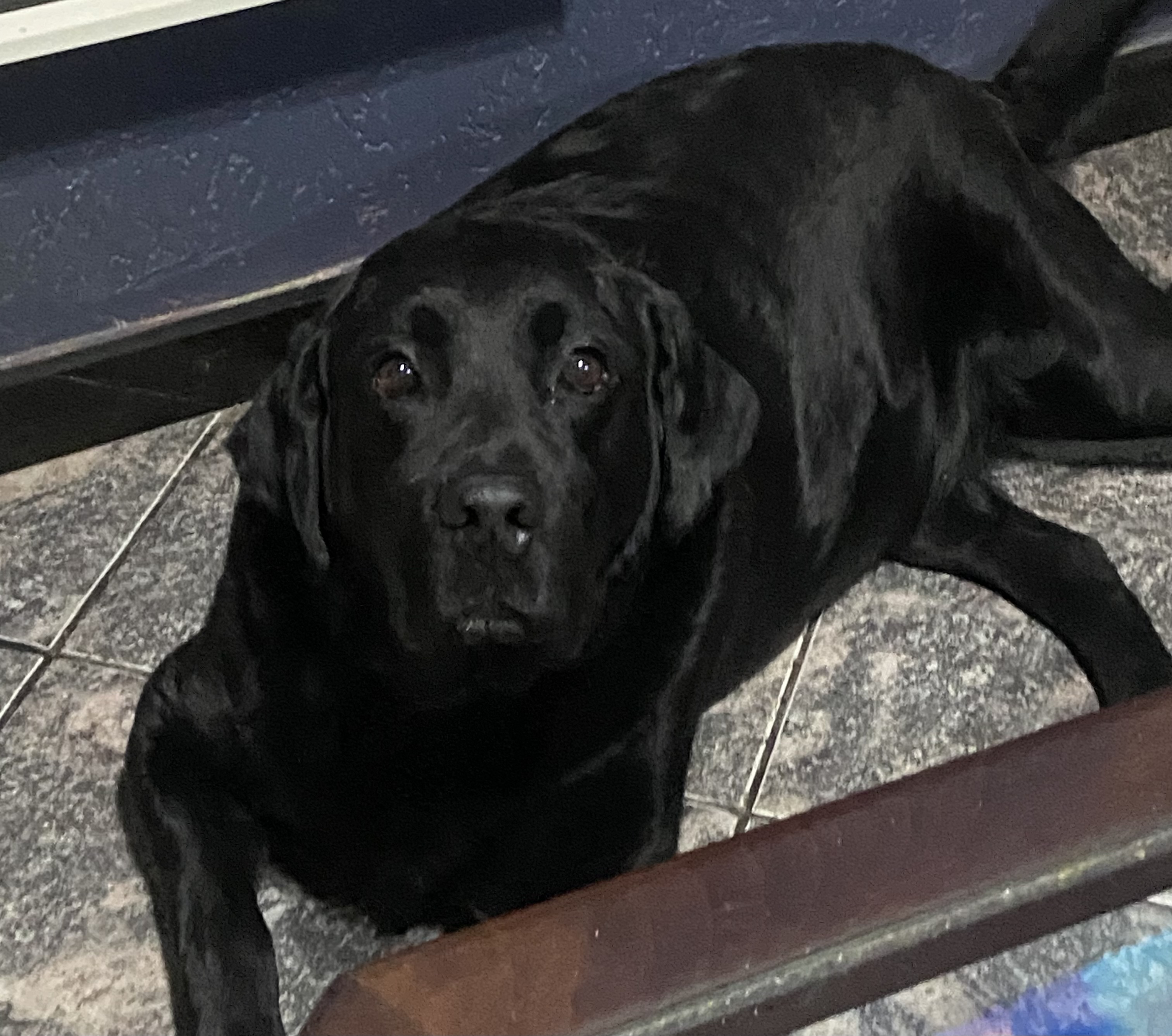 Portal Adocão adote esse lindo labrador  Belo Horizonte 