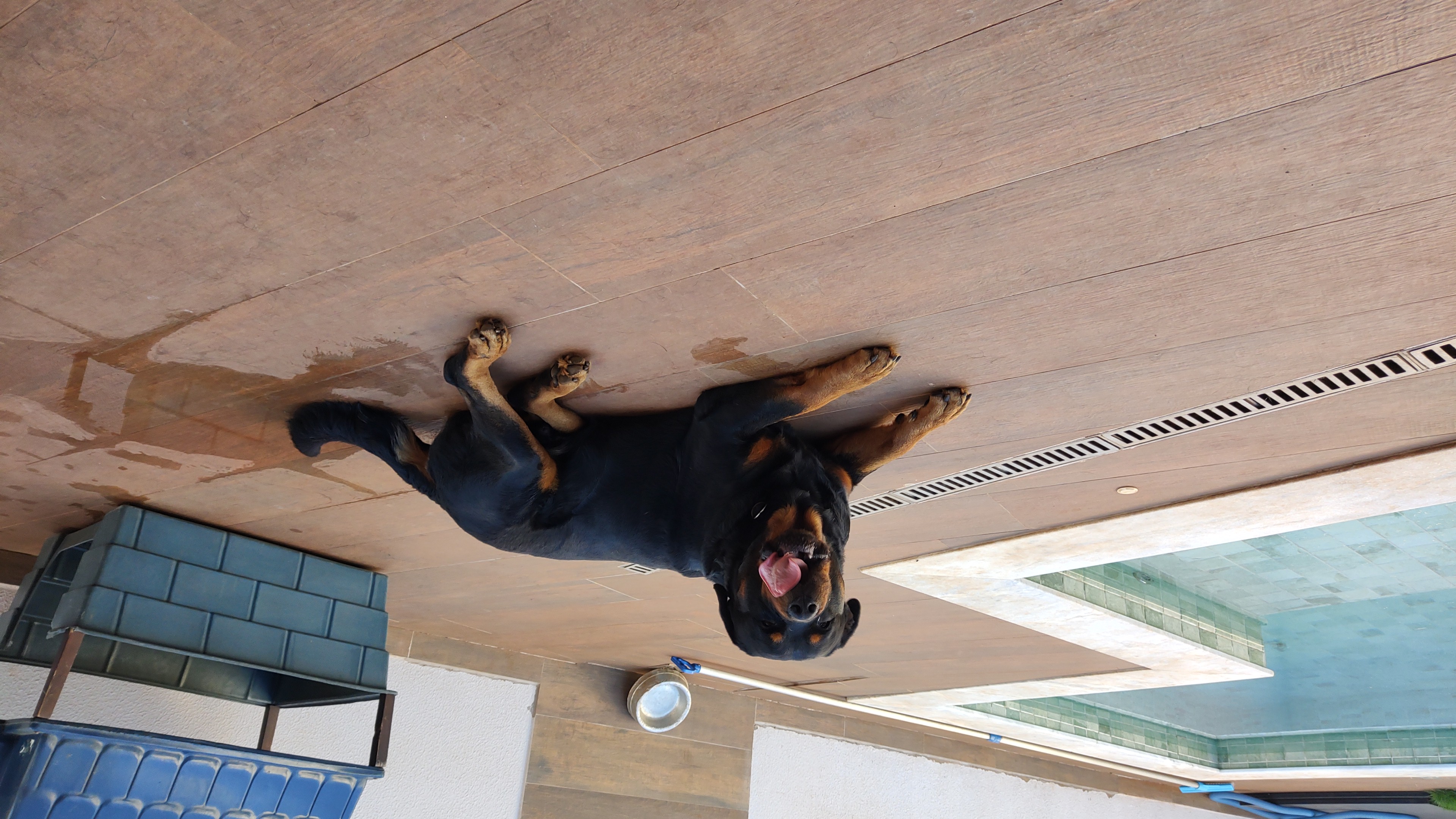 Portal Adocão Rottweiler 3.5 Anos Macho Piracicaba 