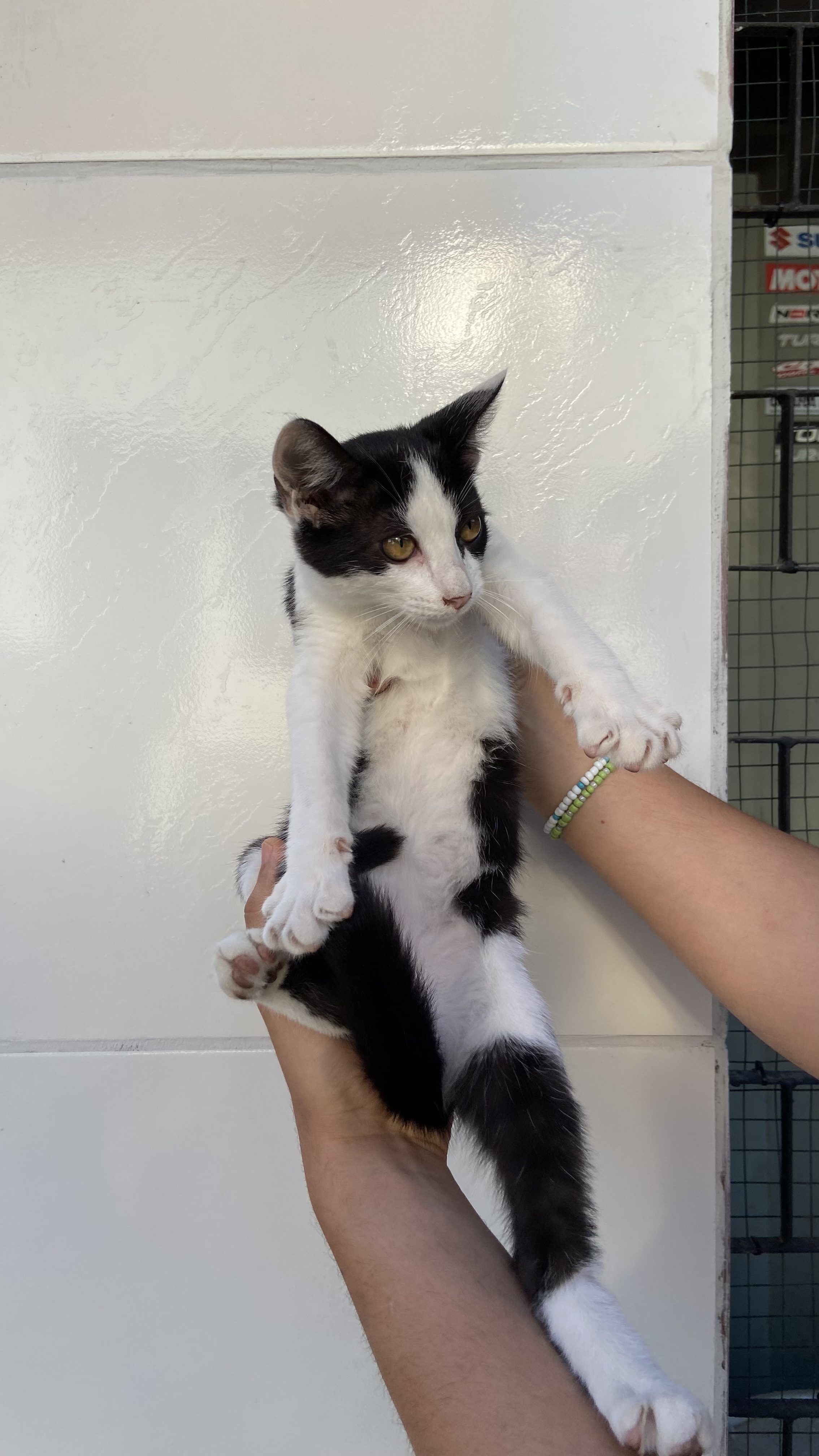 Portal Adocão Gatinhas para adoção  Fortaleza