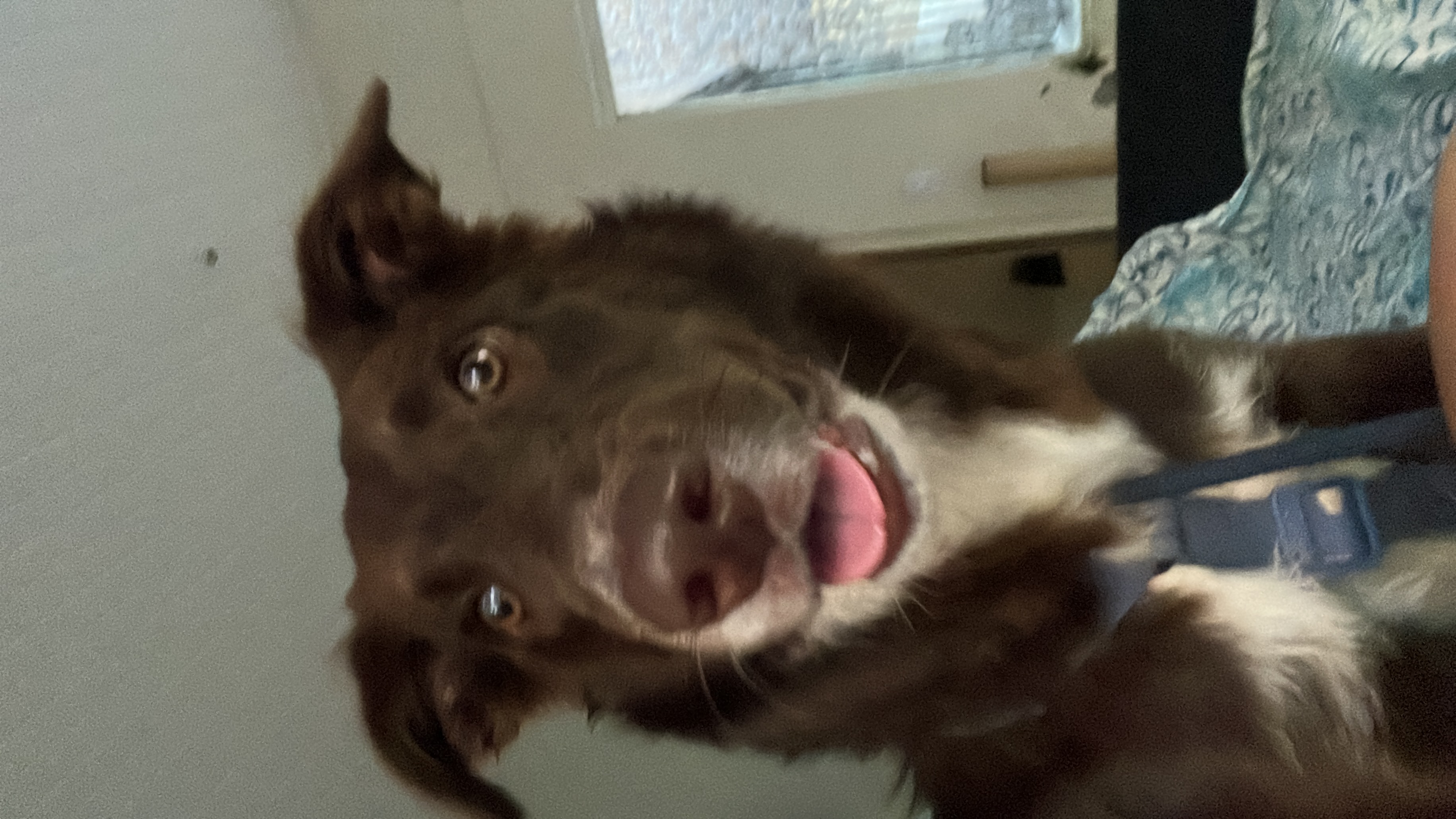 Portal Adocão BORDER COLLIE ADORAVEL PARA ADOCAO RESPONSAVEL São Luís 