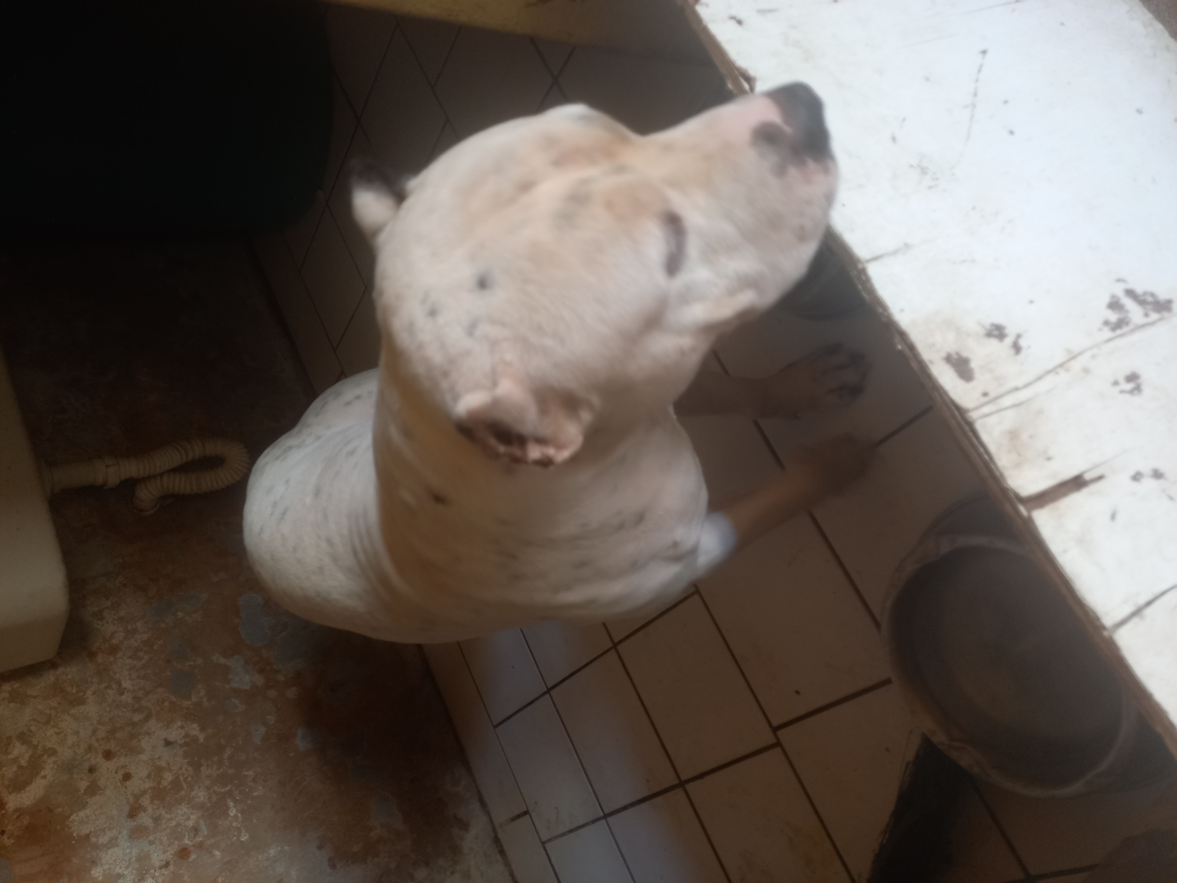 Portal Adocão Doação de um Pitbull  Salvador 