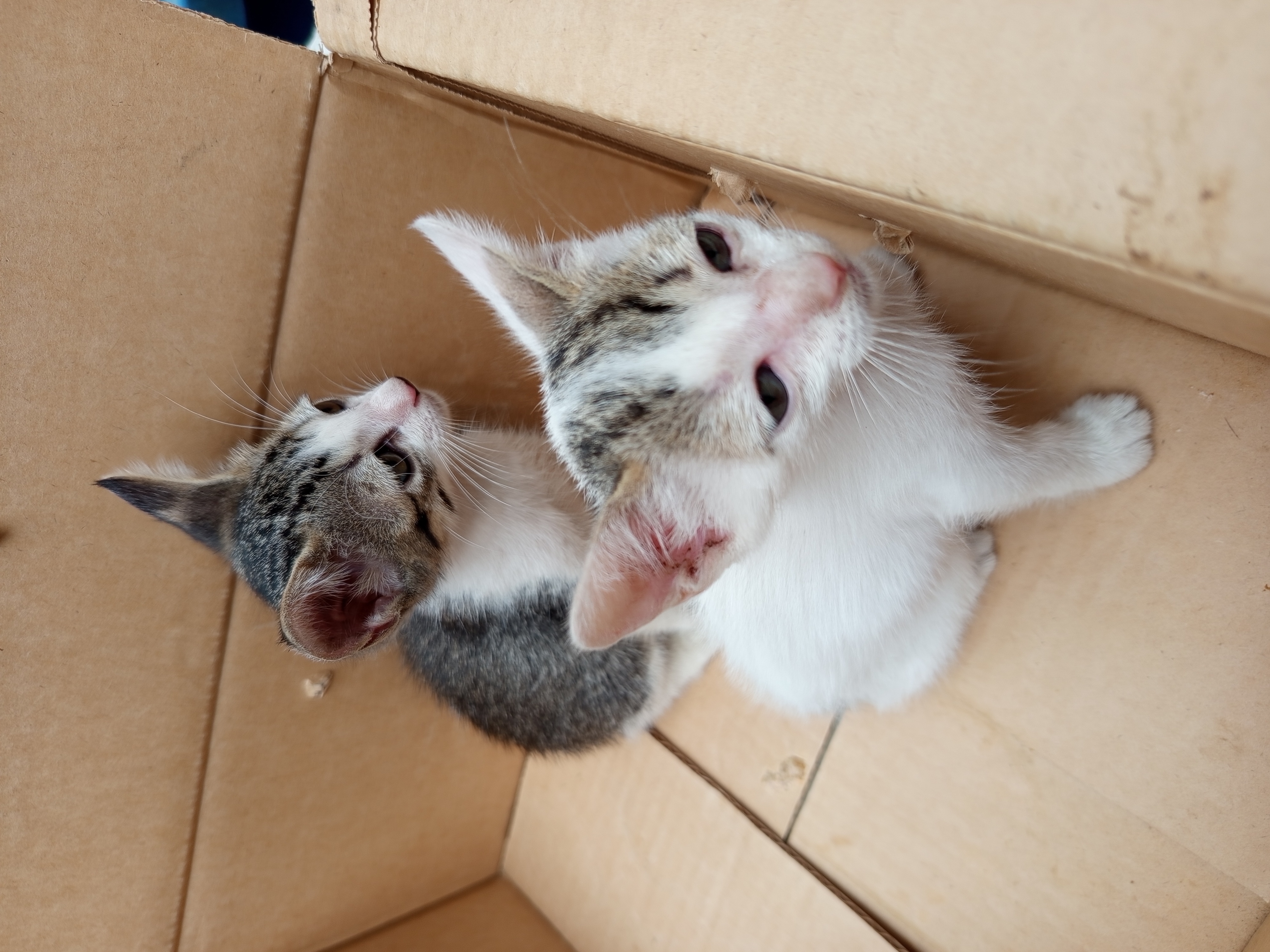 Portal Adocão Gato filhote para adoção urgente Recife