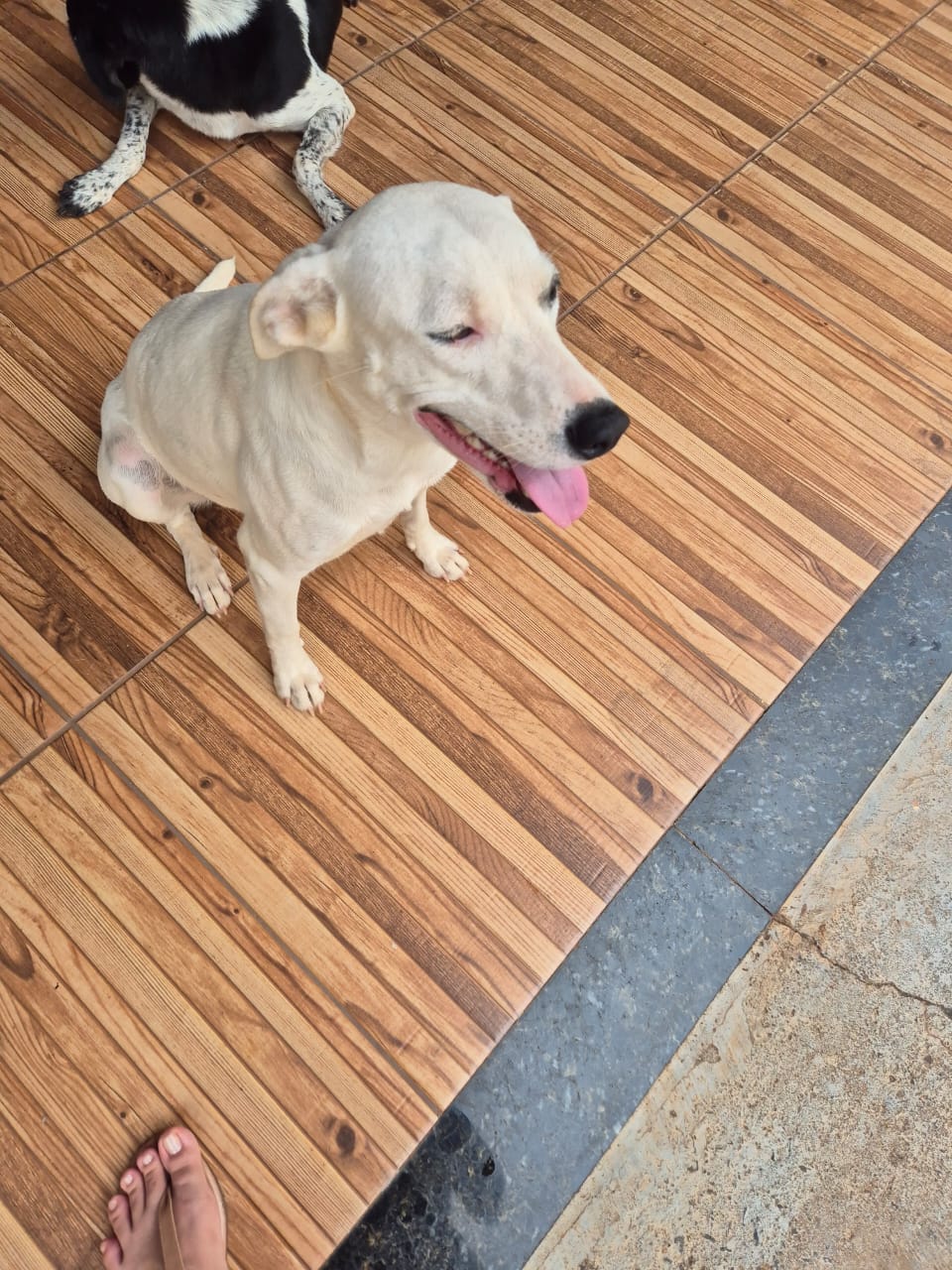 Portal Adocão Cães para doação  Sao jose do rio preto