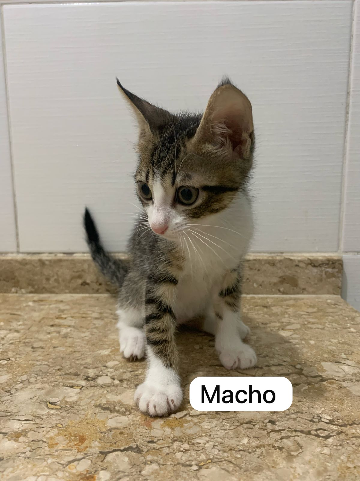 Portal Adocão Doação de gatinhos Rio de Janeiro 