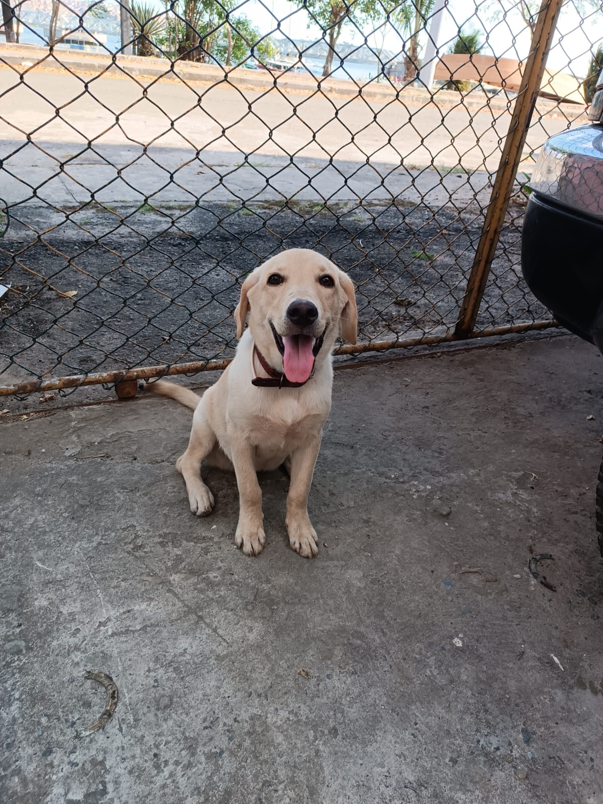 Portal Adocão Doa-se Labrador Femea Salvador