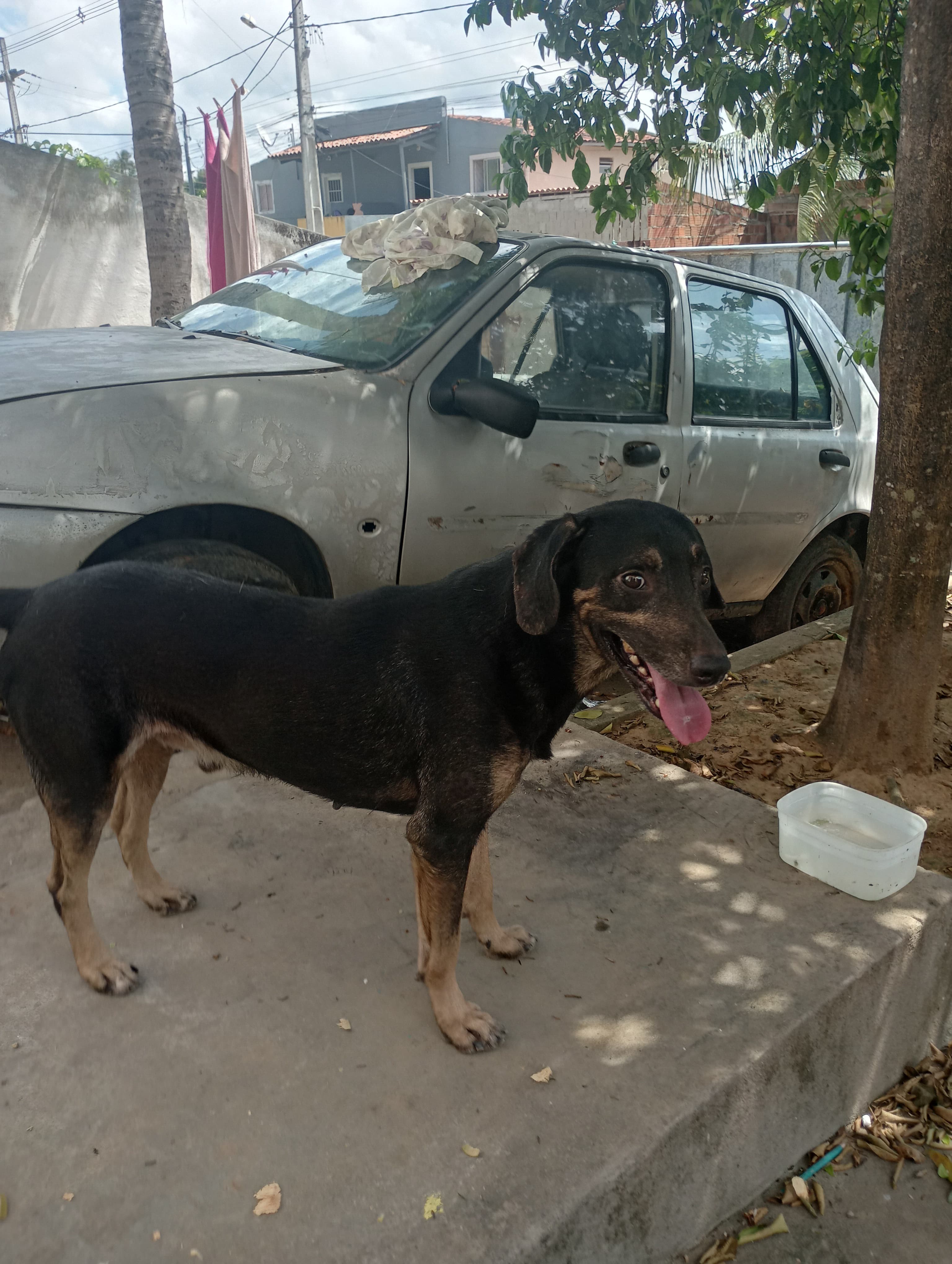 Portal Adocão Cão de guarda para doação  JOÃO PESSOA