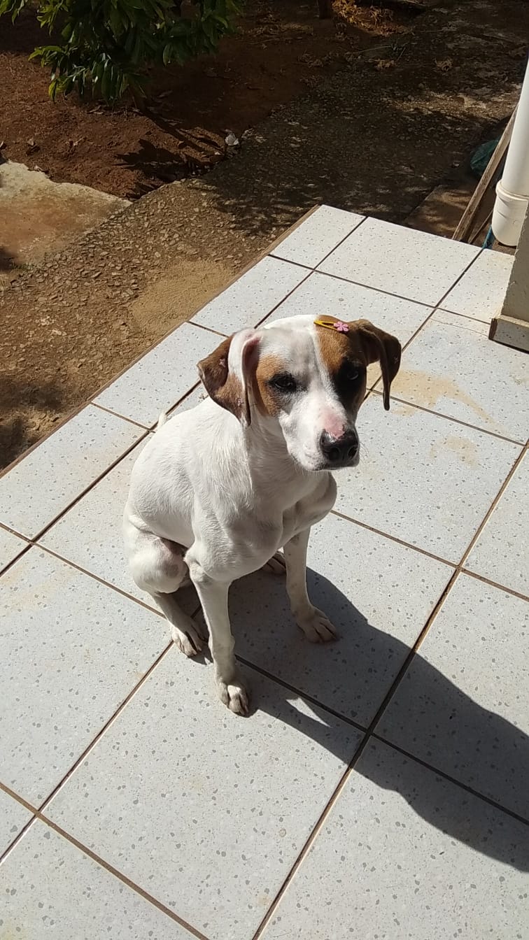 Portal Adocão Doa-se cachorra 5 anos Vargem Grande Paulista 