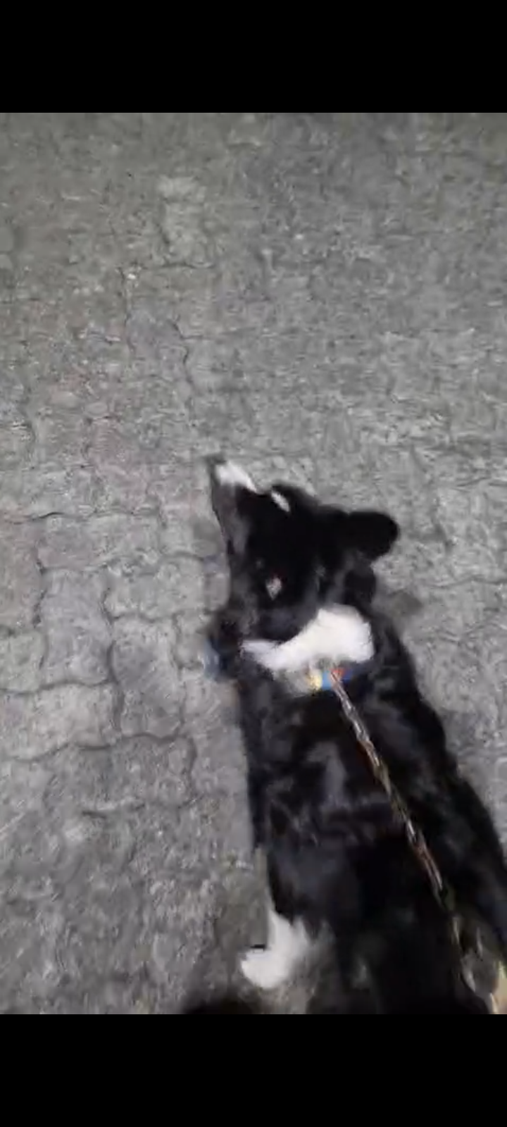 Portal Adocão Adoção de Boder Collie  Salvador, Itapuã 