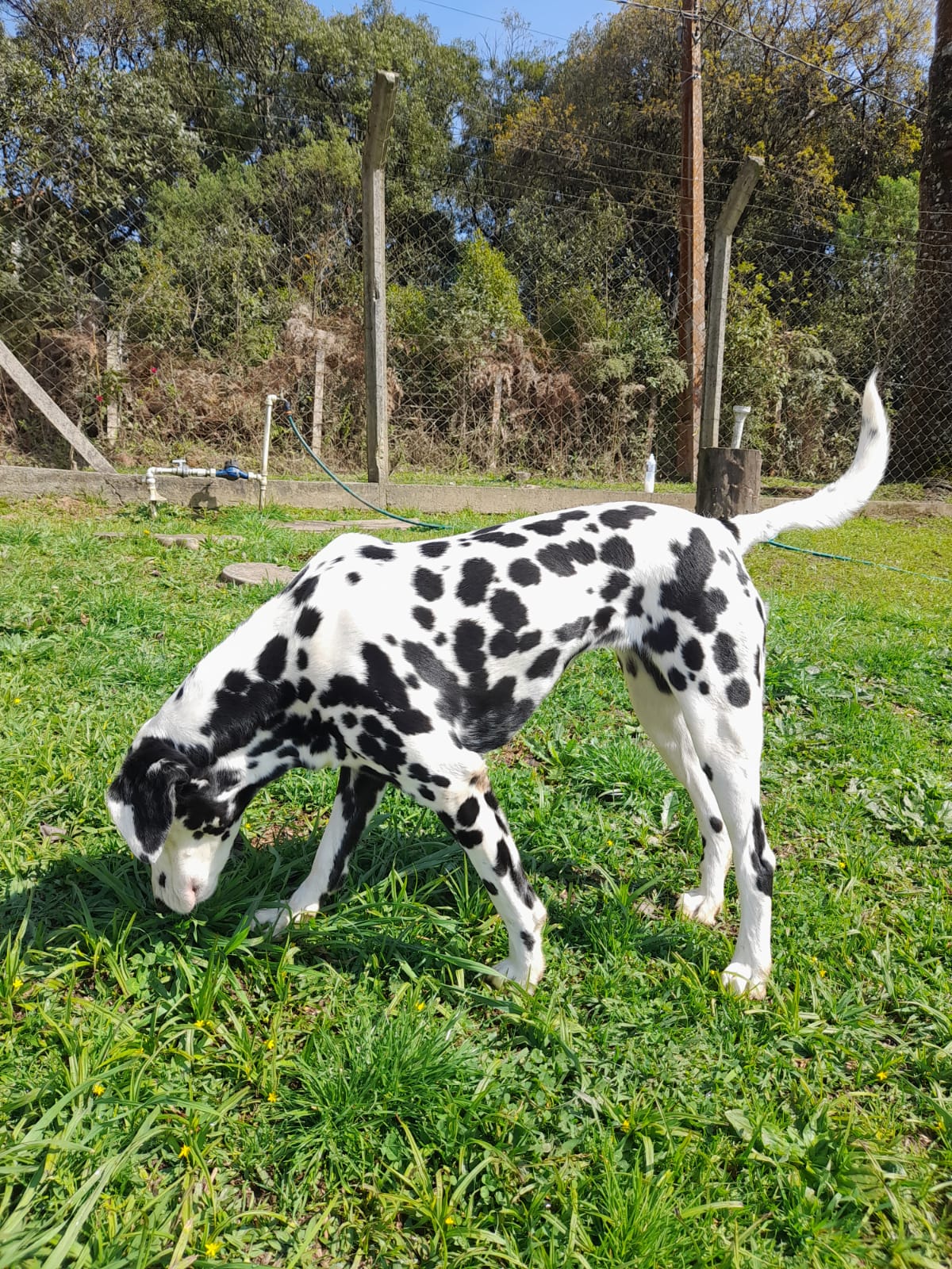 adoção de cachorro Doação de Dalmáta Fêmea Curitiba