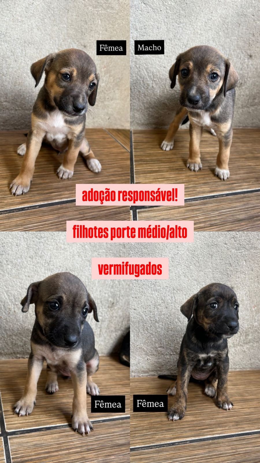 Portal Adocão Filhotes vira lata goiânia 