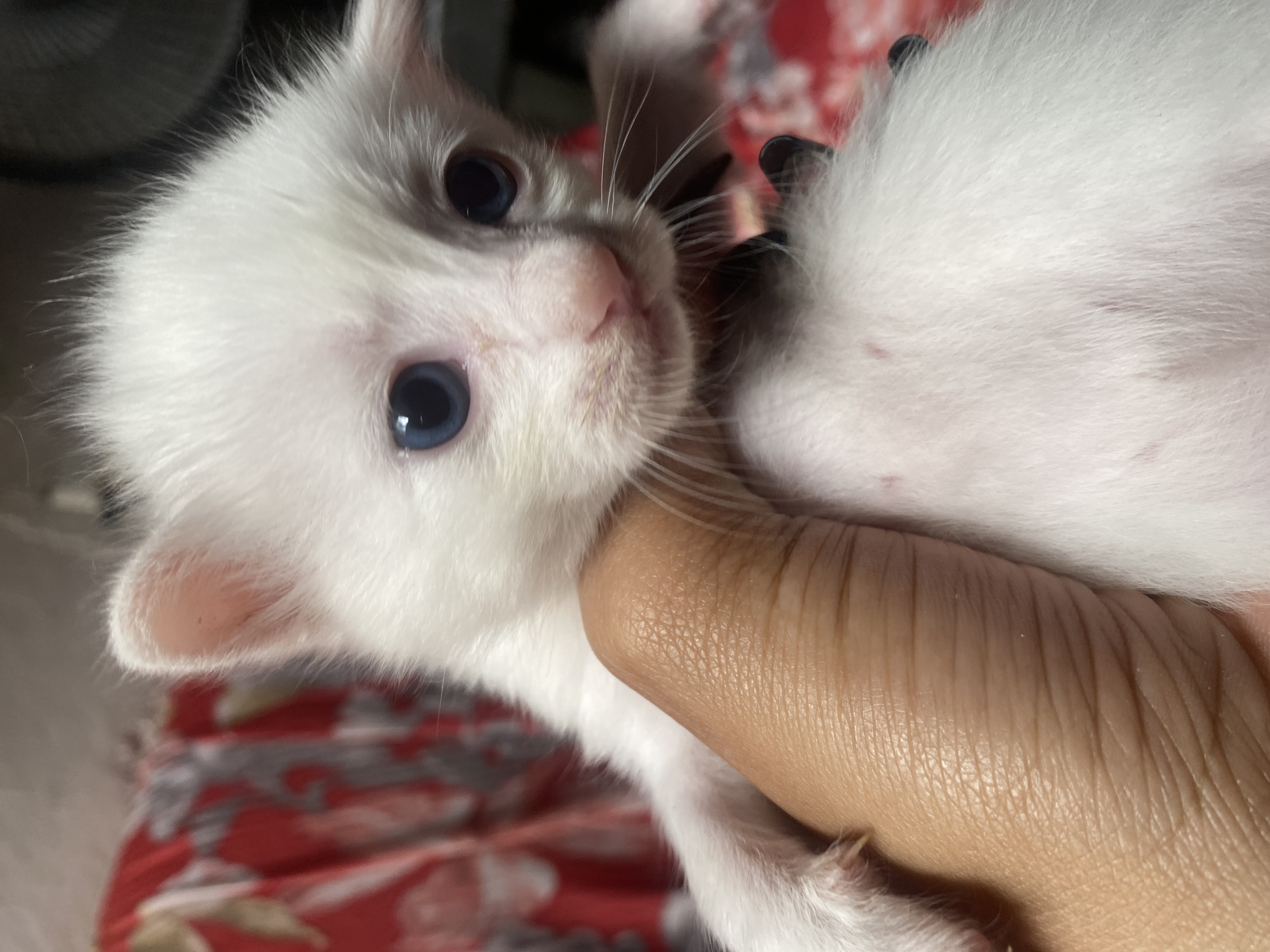 Portal Adocão Gatos lindos 🥰 Recife