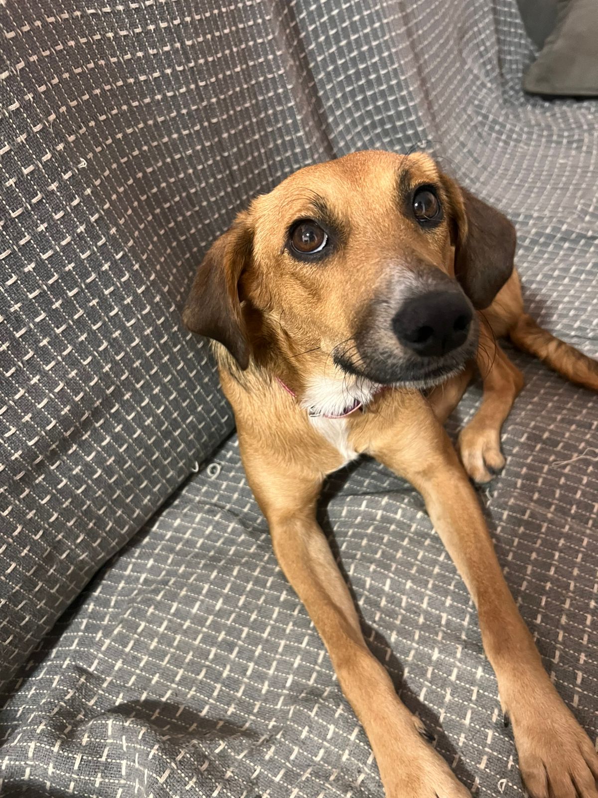 Portal Adocão Cachorrinha Fêmea pra adoção  Recife