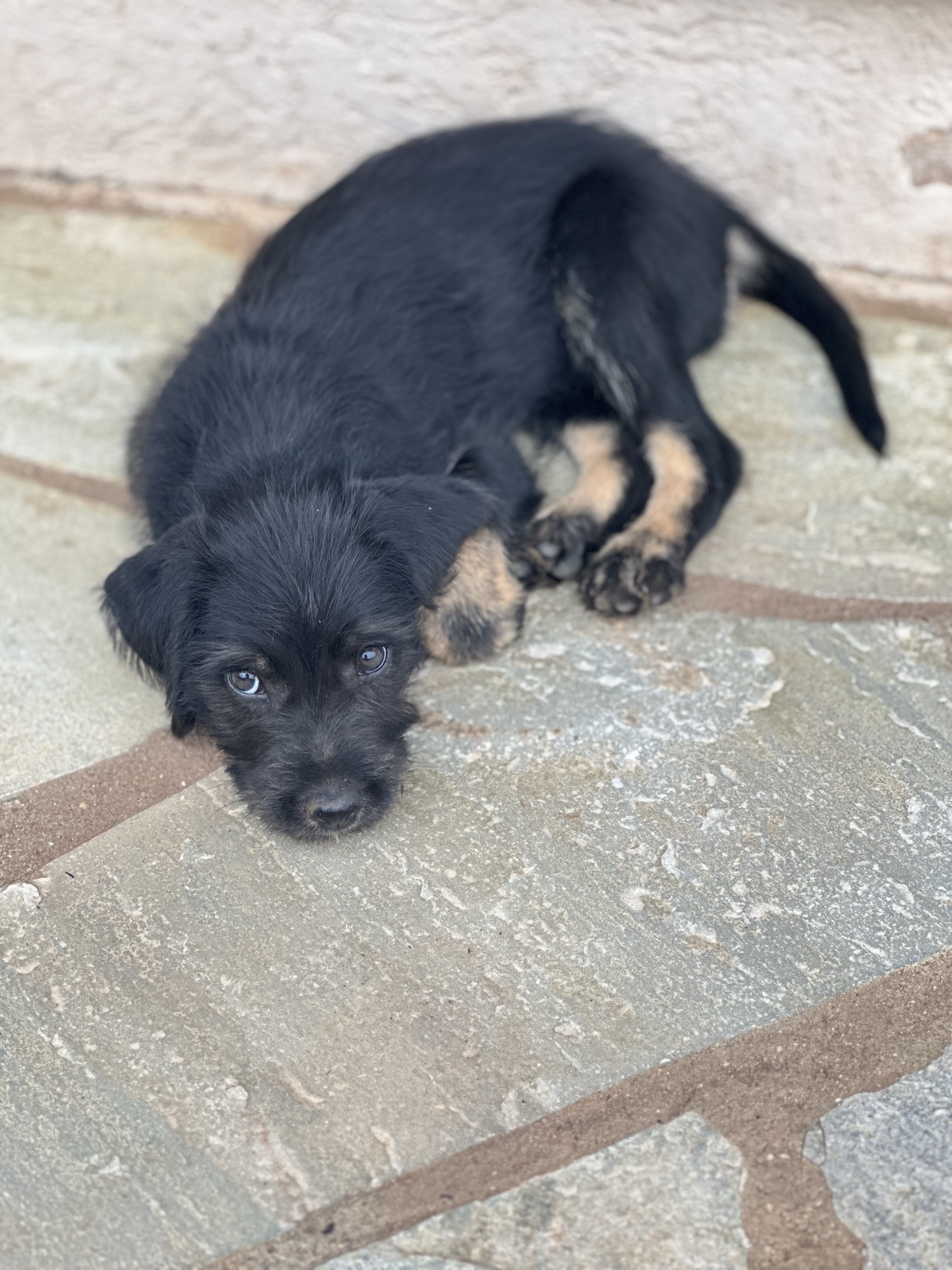 Portal Adocão Adote cachorrinho super dócil e mansinho Gama