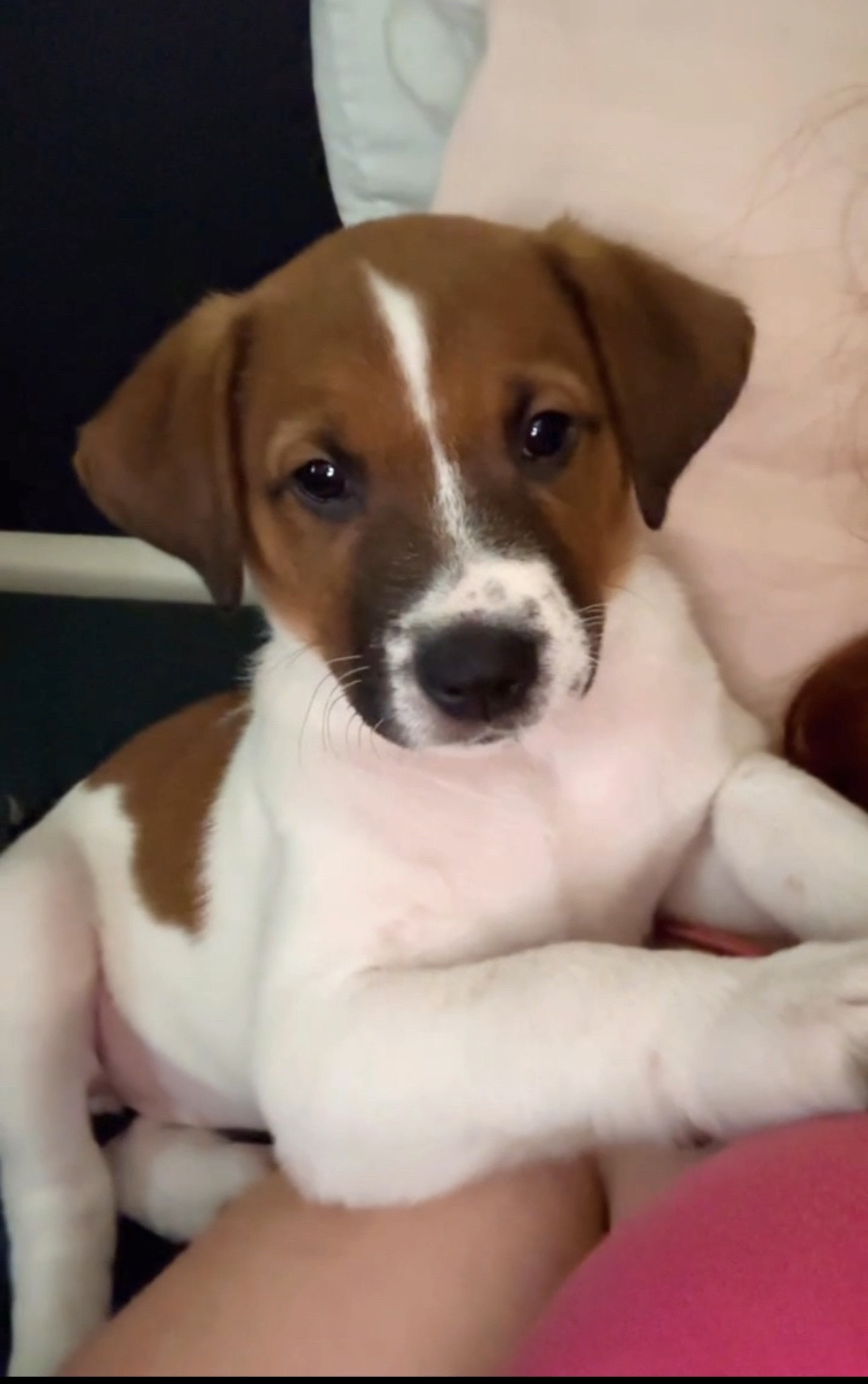 Portal Adocão Venda de 1 filhote fêmea jack russell terrier São Paulo 