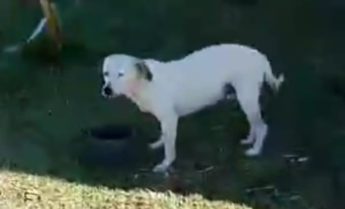 Portal Adocão Doação de cães adultos Brasilia