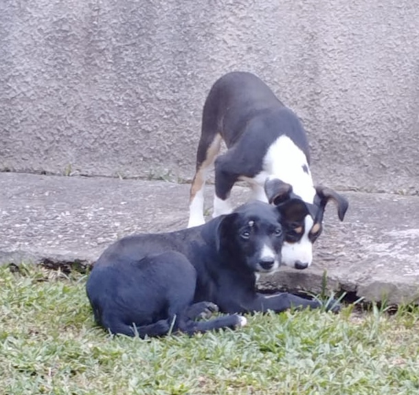 adoção de cachorro Pandora precisa de um lar  Curitiba 