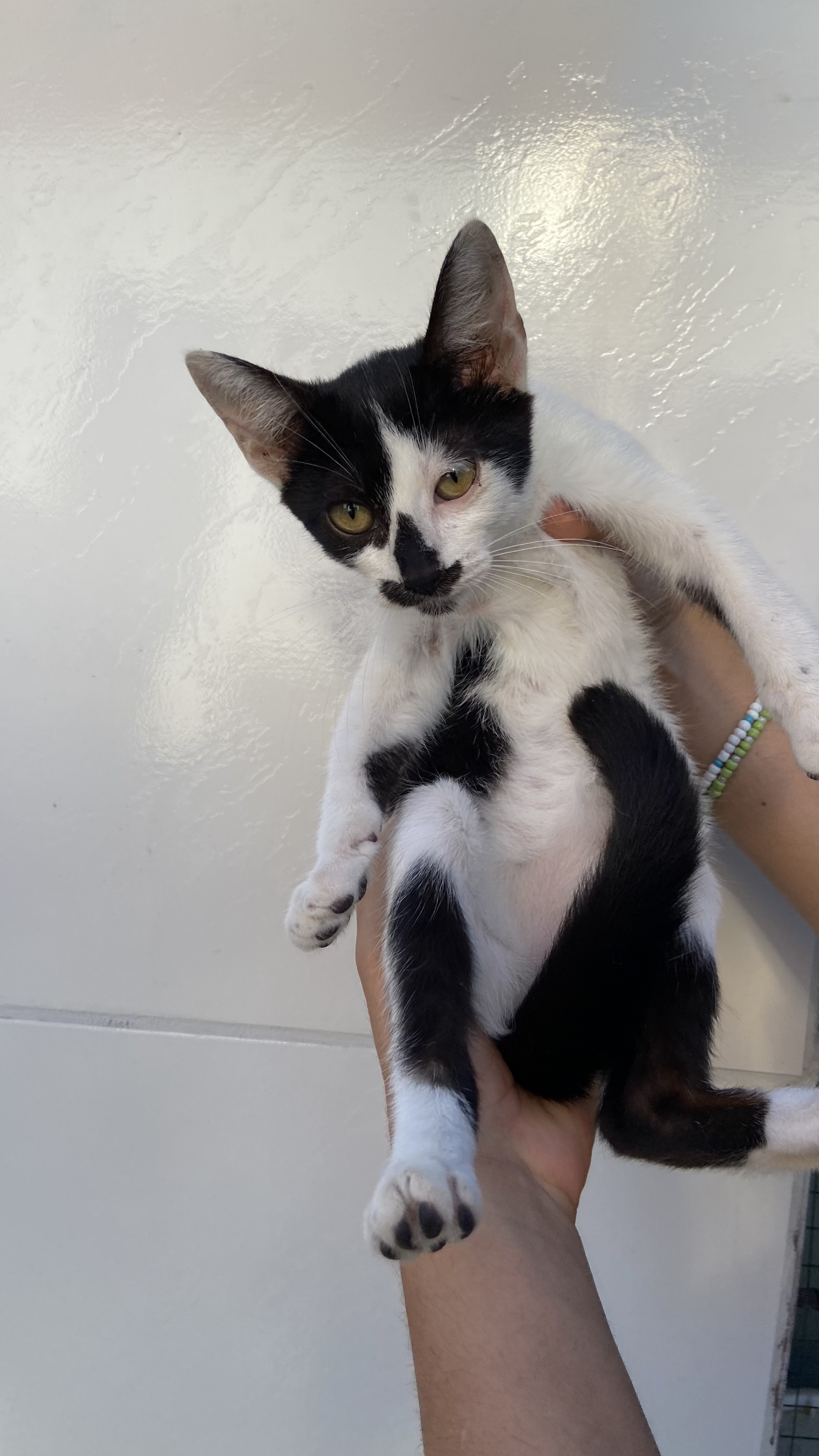 Portal Adocão Gatinhas para adoção  Fortaleza