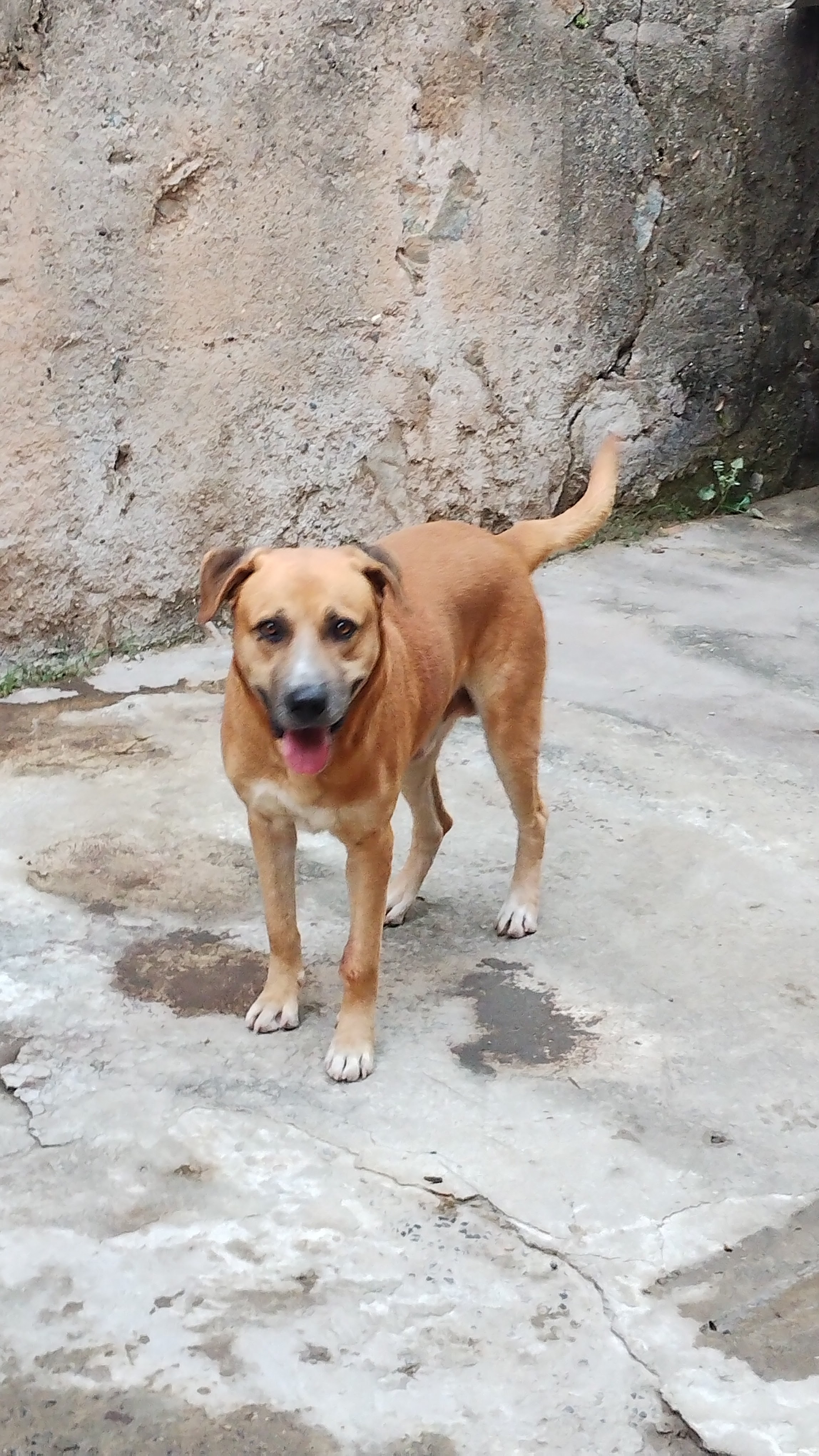 Portal Adocão Doação de cachorro  Belo Horizonte