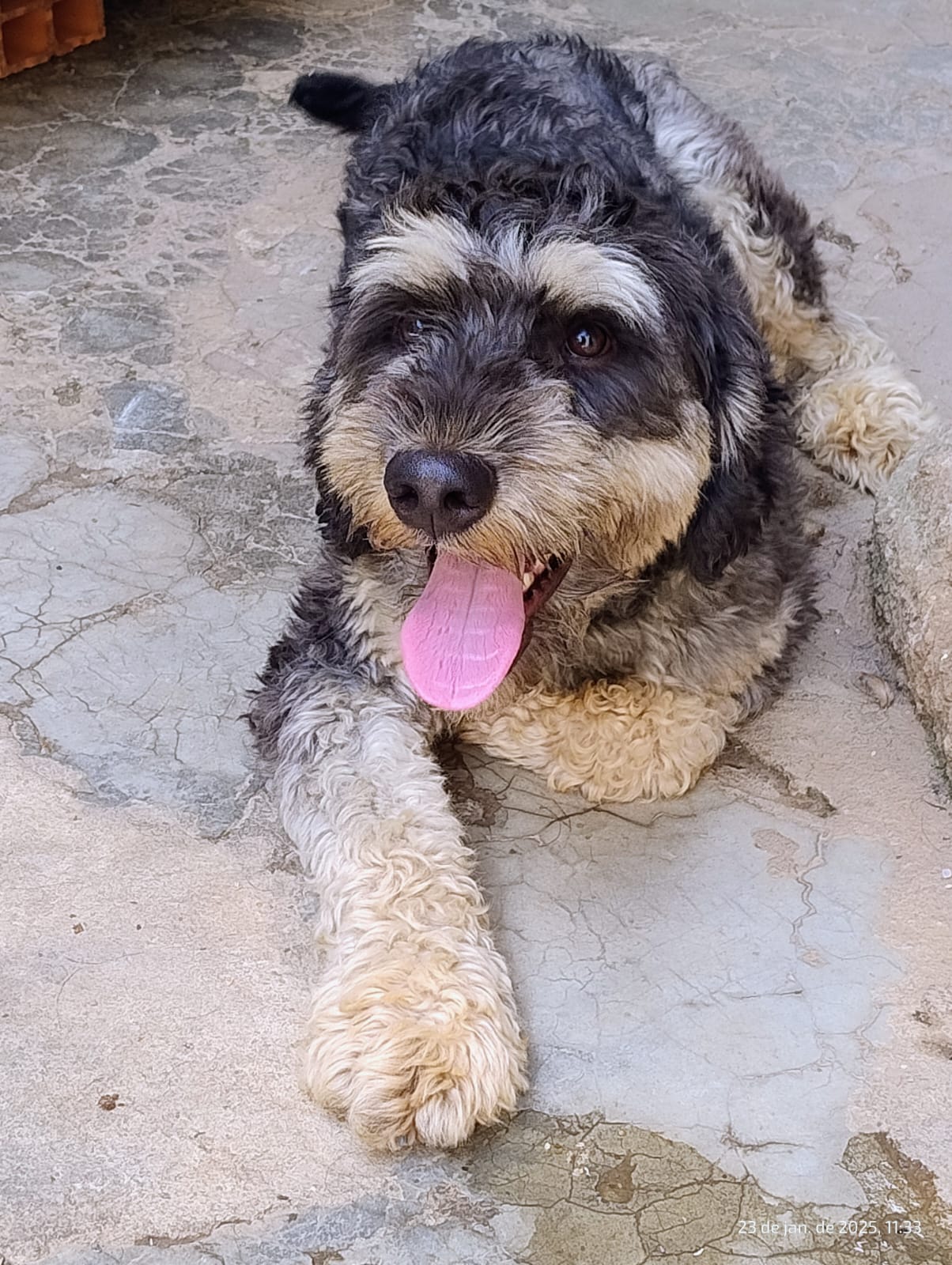Portal Adocão Doguinho adoção  Praia Grande