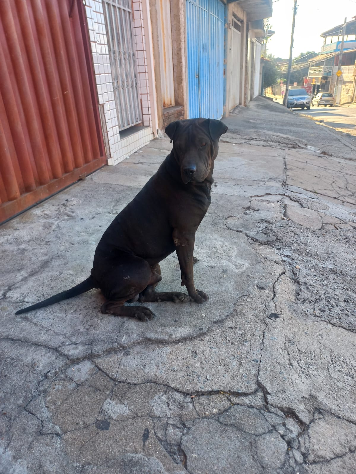 Portal Adocão Macho e fêmea  Betim - Jardim Teresópolis 