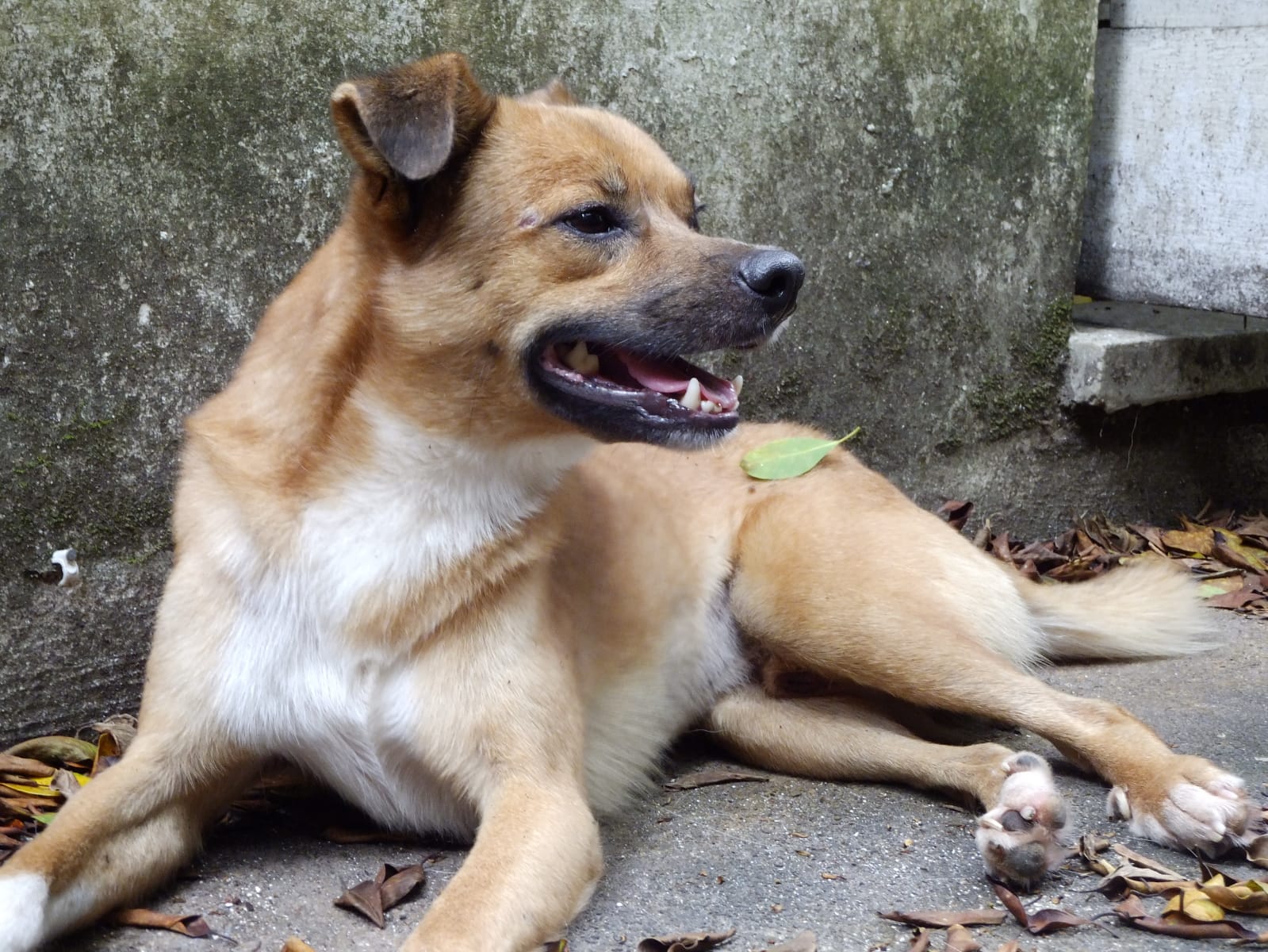 Portal Adocão Cão pequeno Caramelo macho PROCURA POR UM LAR Porto Alegre