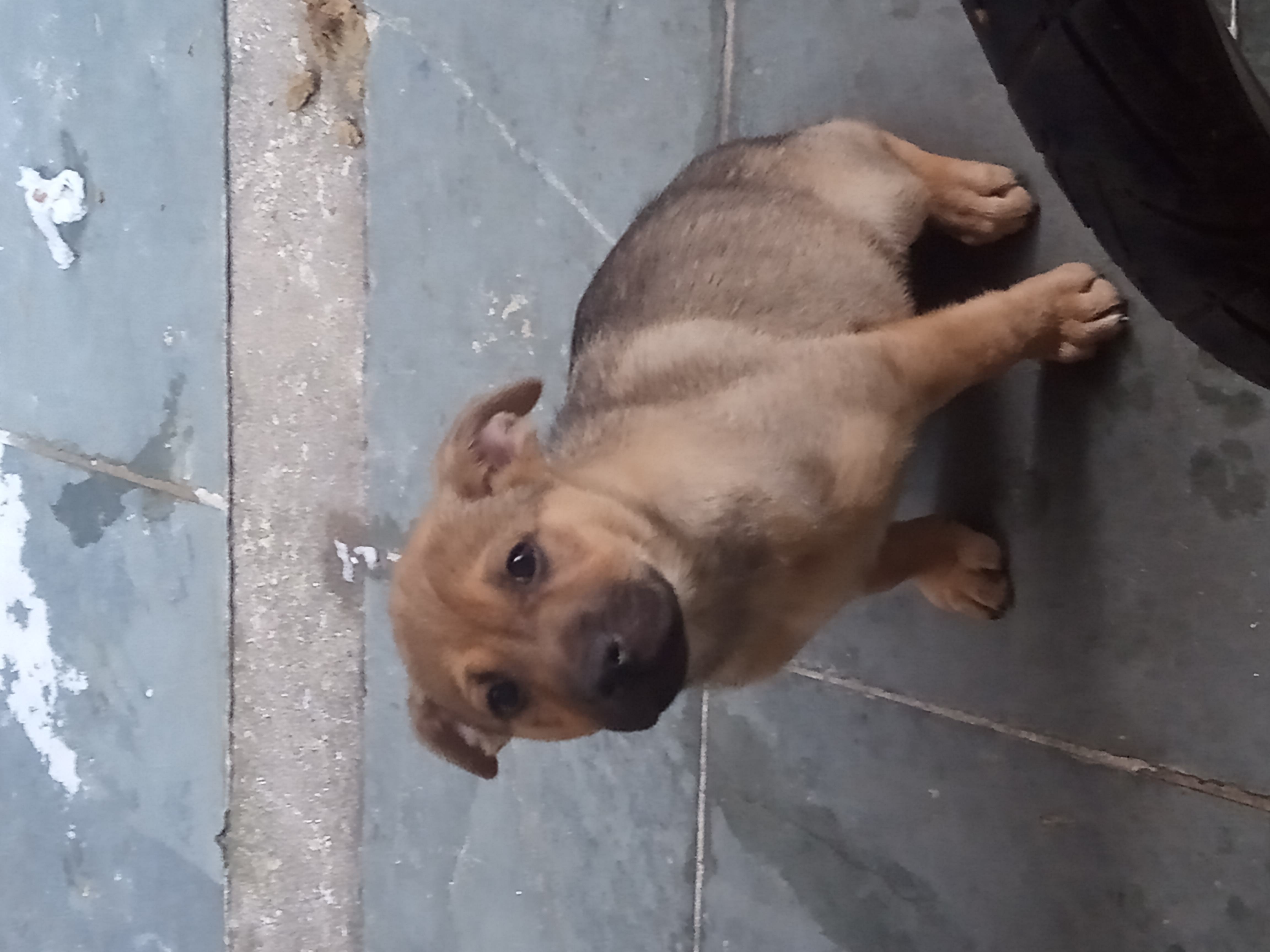 Portal Adocão Cãozinho 2meses São paulo/. Ipiranga