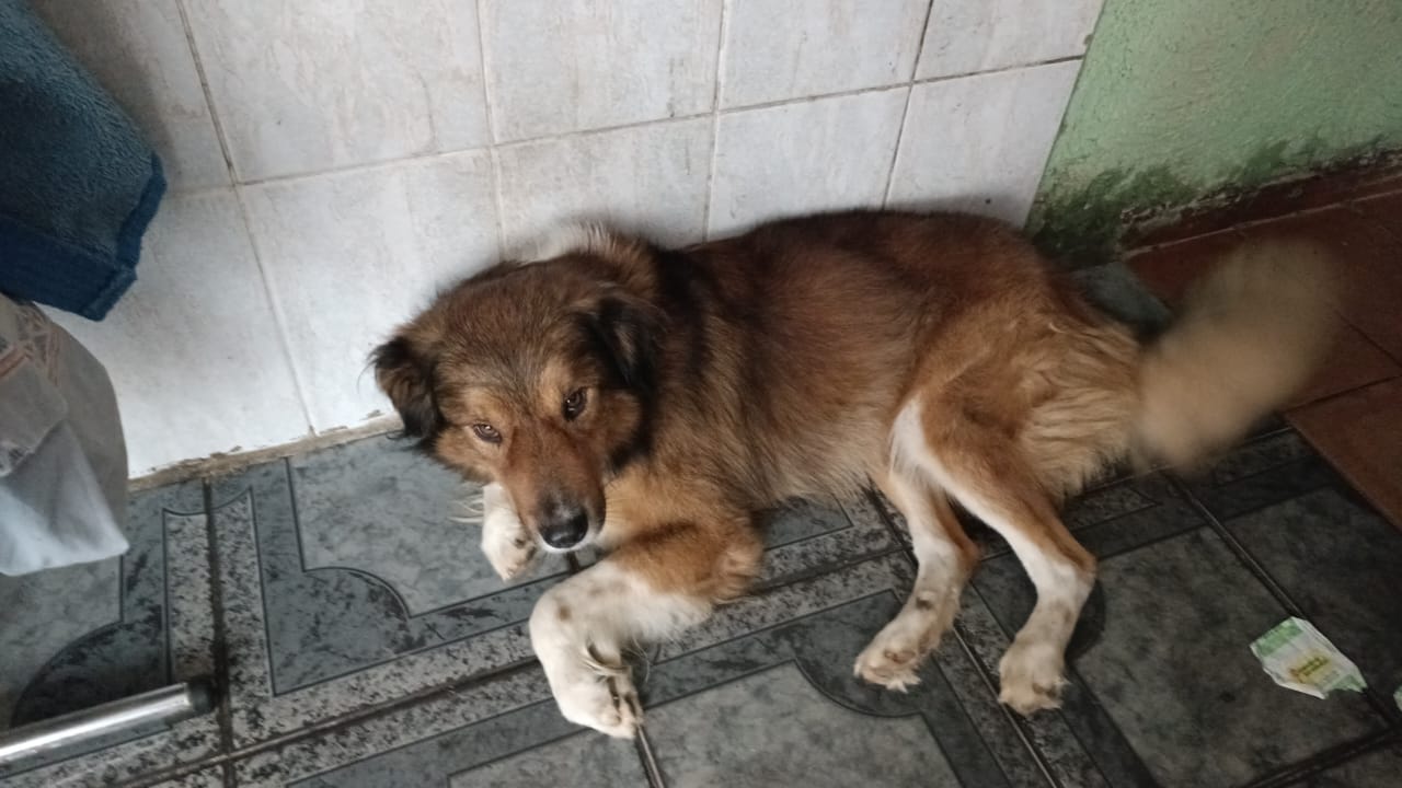 Portal Adocão Doação de cachorro  São Paulo