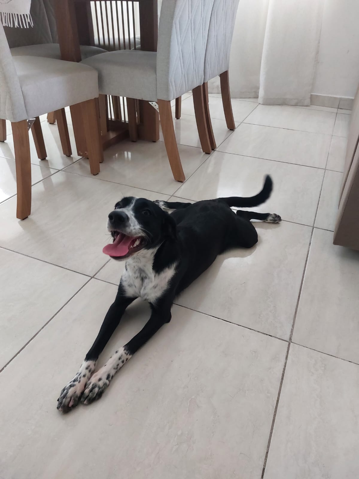 Portal Adocão Cachorrinha para adoção Recife