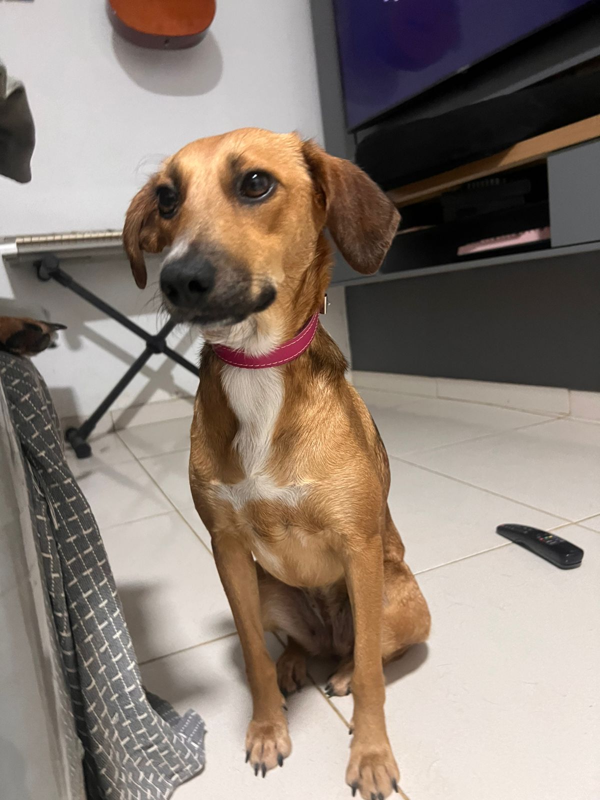 Portal Adocão Cachorrinha Fêmea pra adoção  Recife