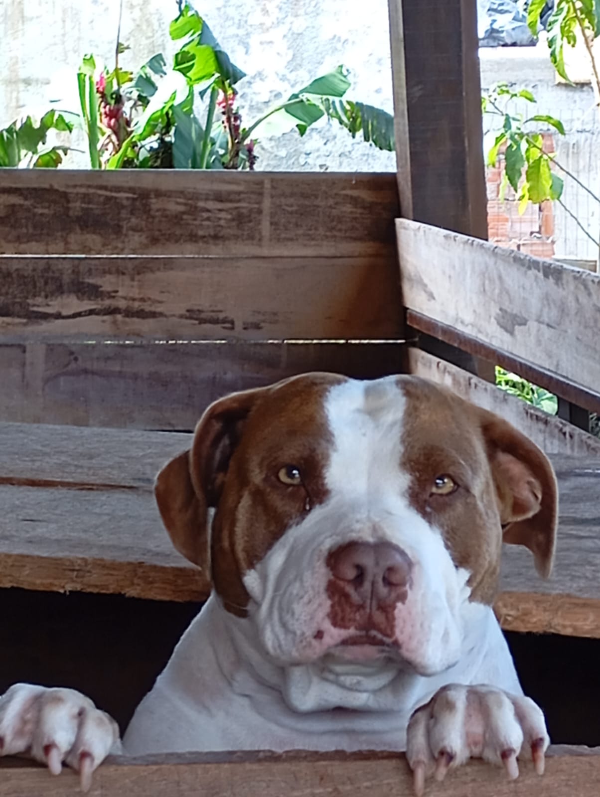 Portal Adocão 🐾 Doa-se Cadela Pit Monster – 3 anos 🐾 Teresopolis