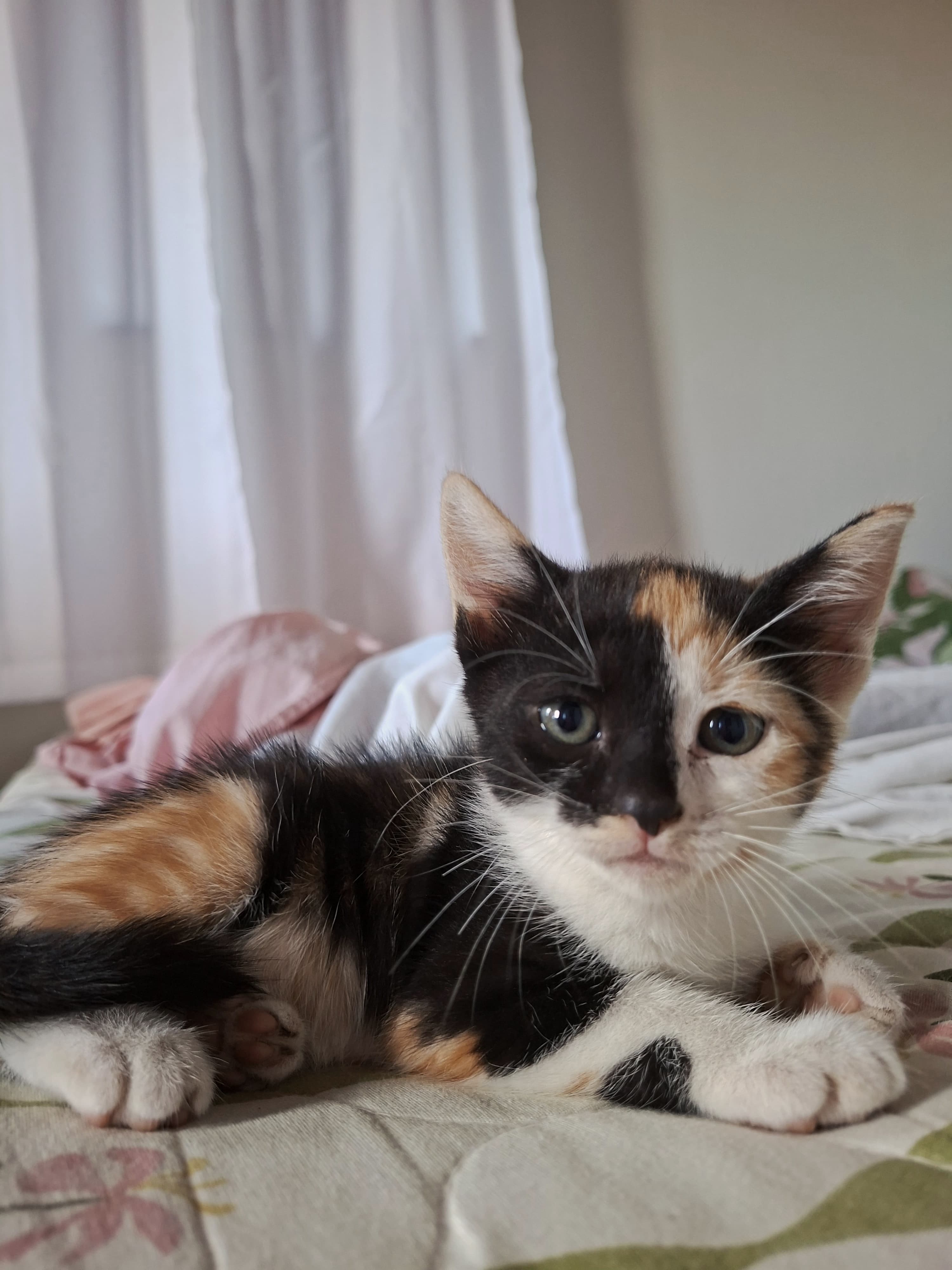 Portal Adocão Doação de filhotes de gatos abandonados  São Luís