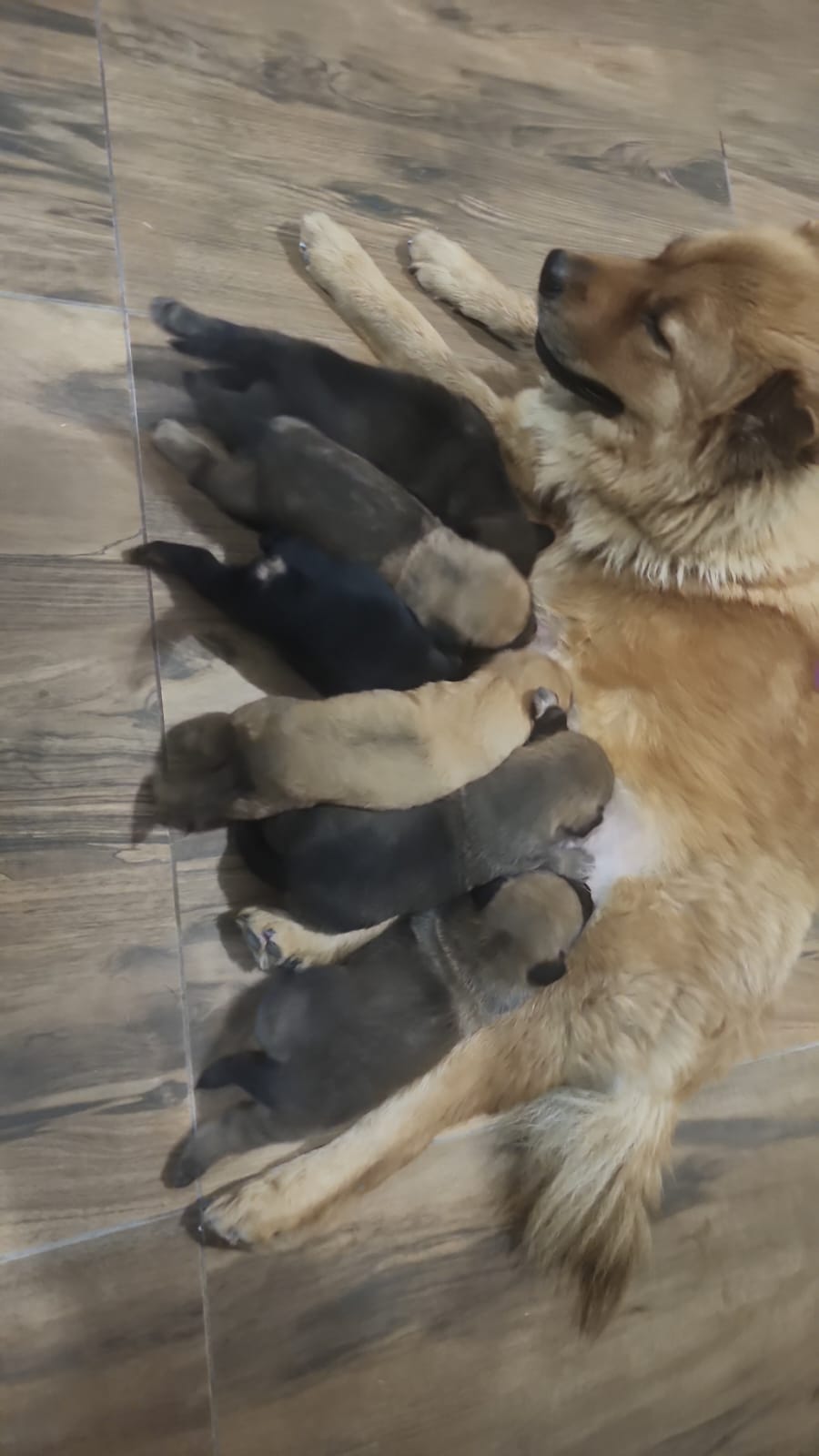 Portal Adocão Doando cachorro filhote de chow chow  Belo Horizonte