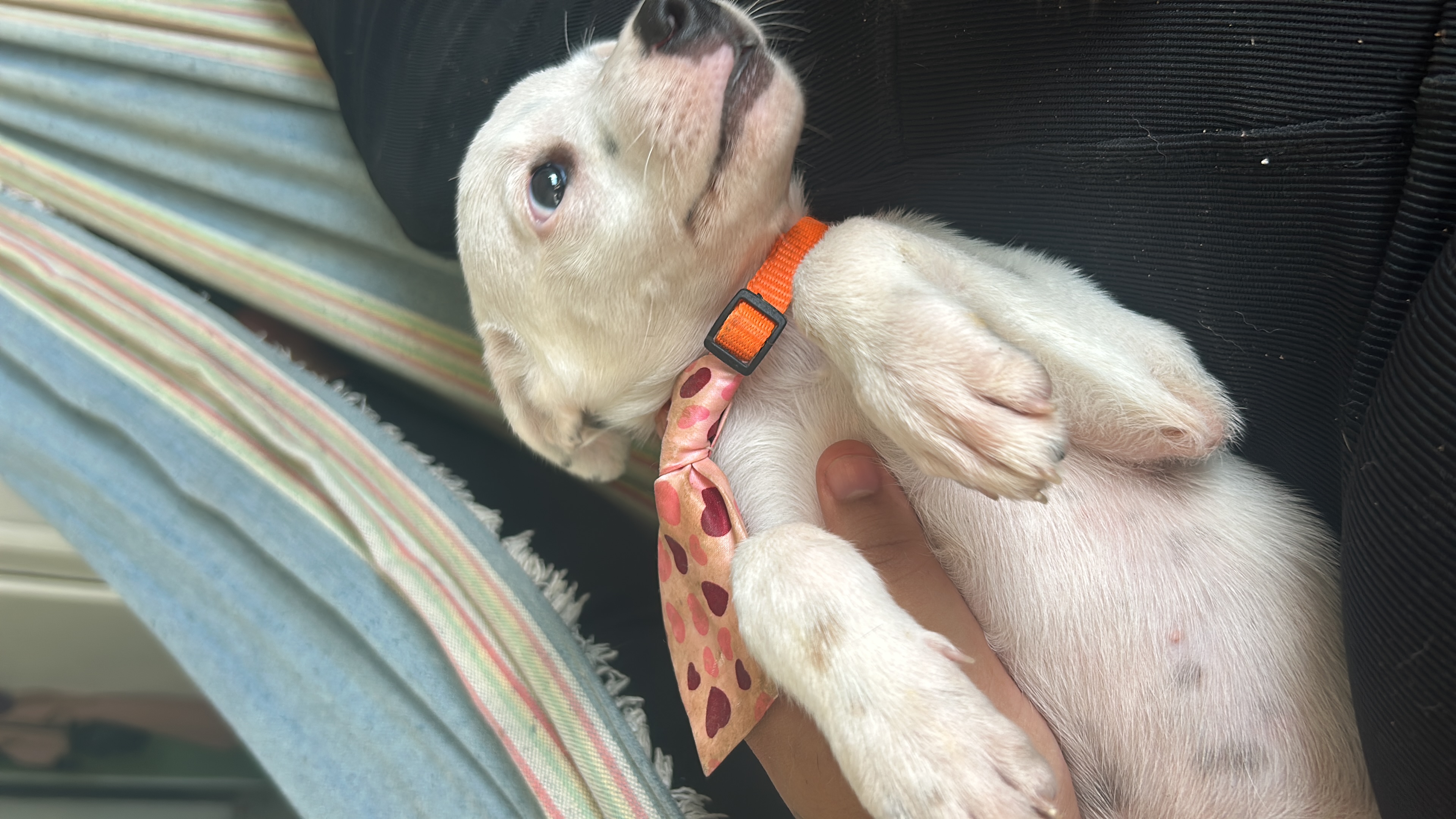 Portal Adocão cachorrinha 3 meses para adoçao jaboatao 