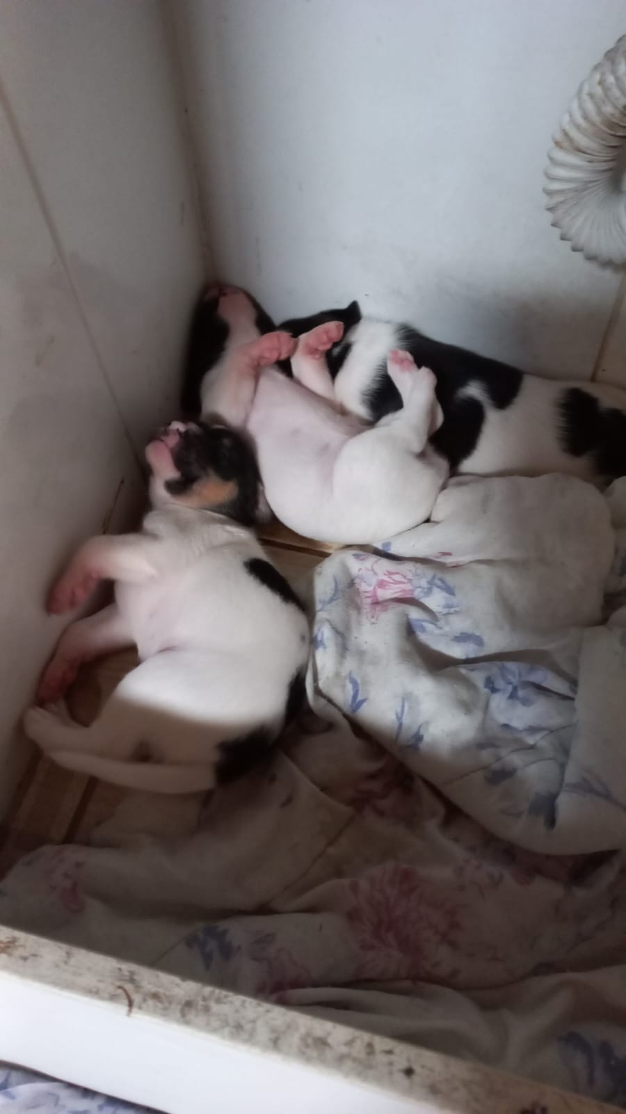 Portal Adocão Filhotinhos lindos Camaçari 