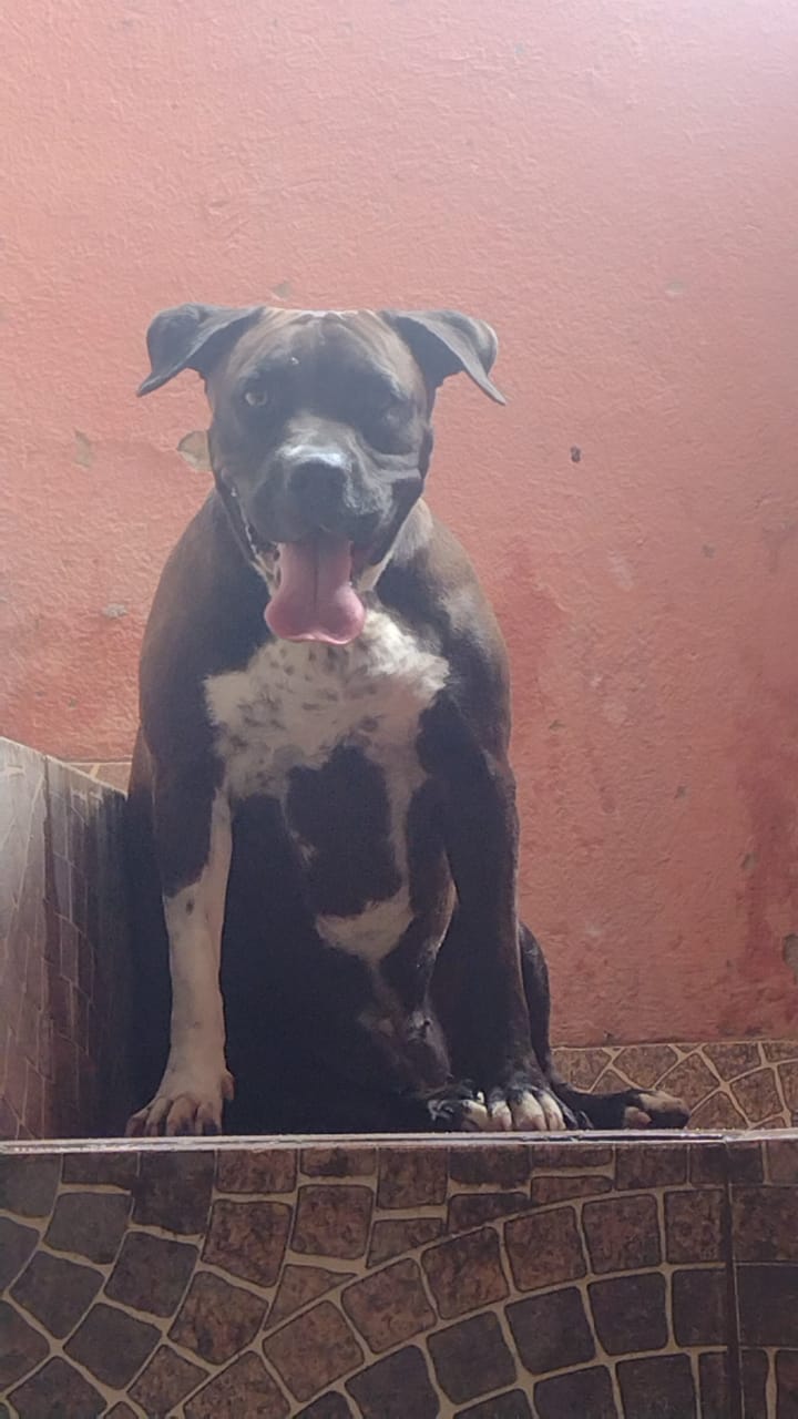 Portal Adocão doação dois cães mansos nova Iguaçu 