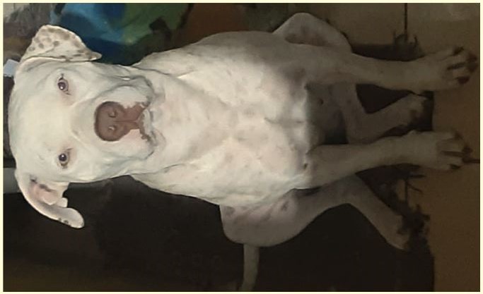 Portal Adocão Pitbull fêmea 3 anos São José dos Pinhais