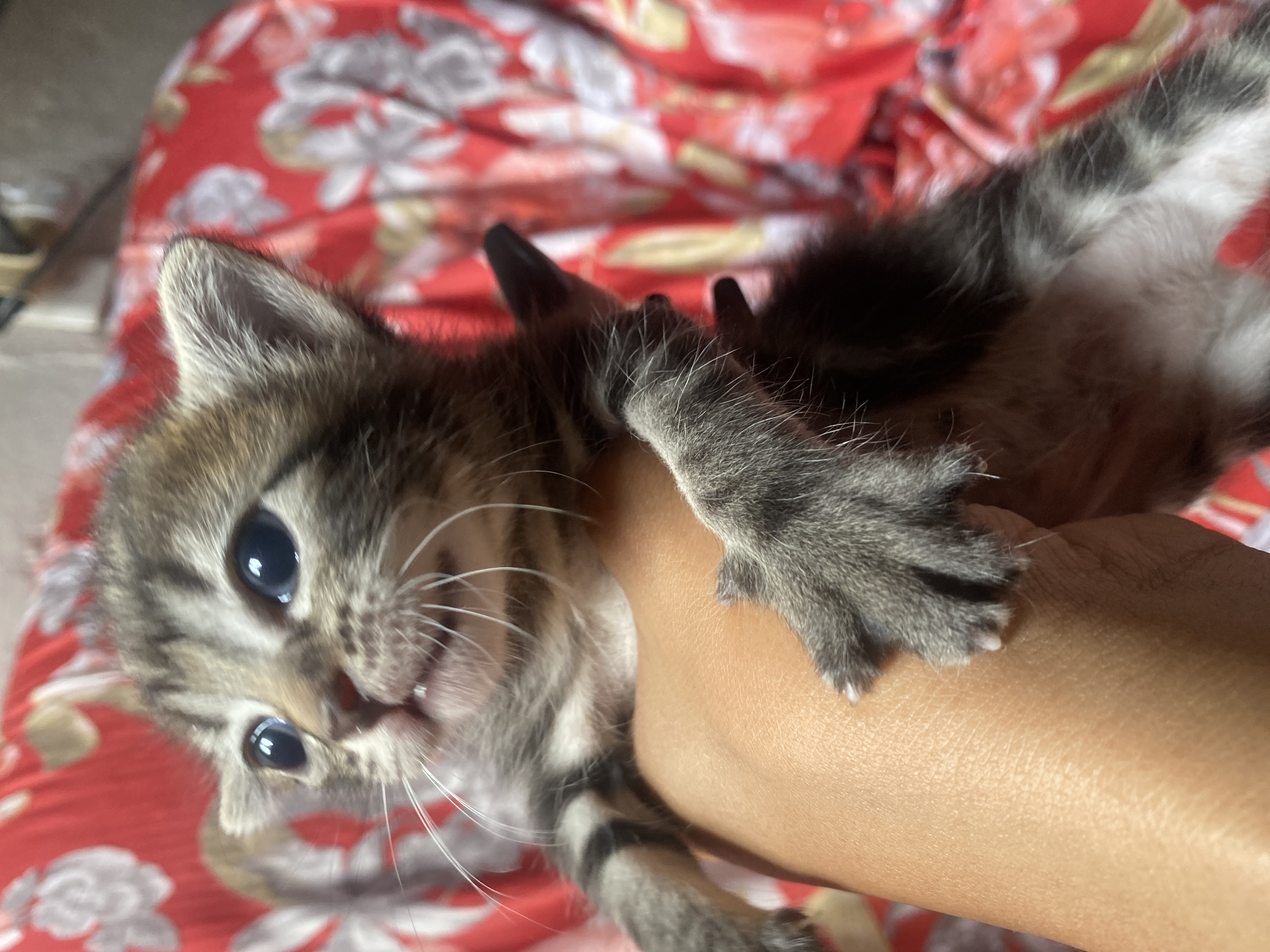 Portal Adocão Gatos lindos 🥰 Recife