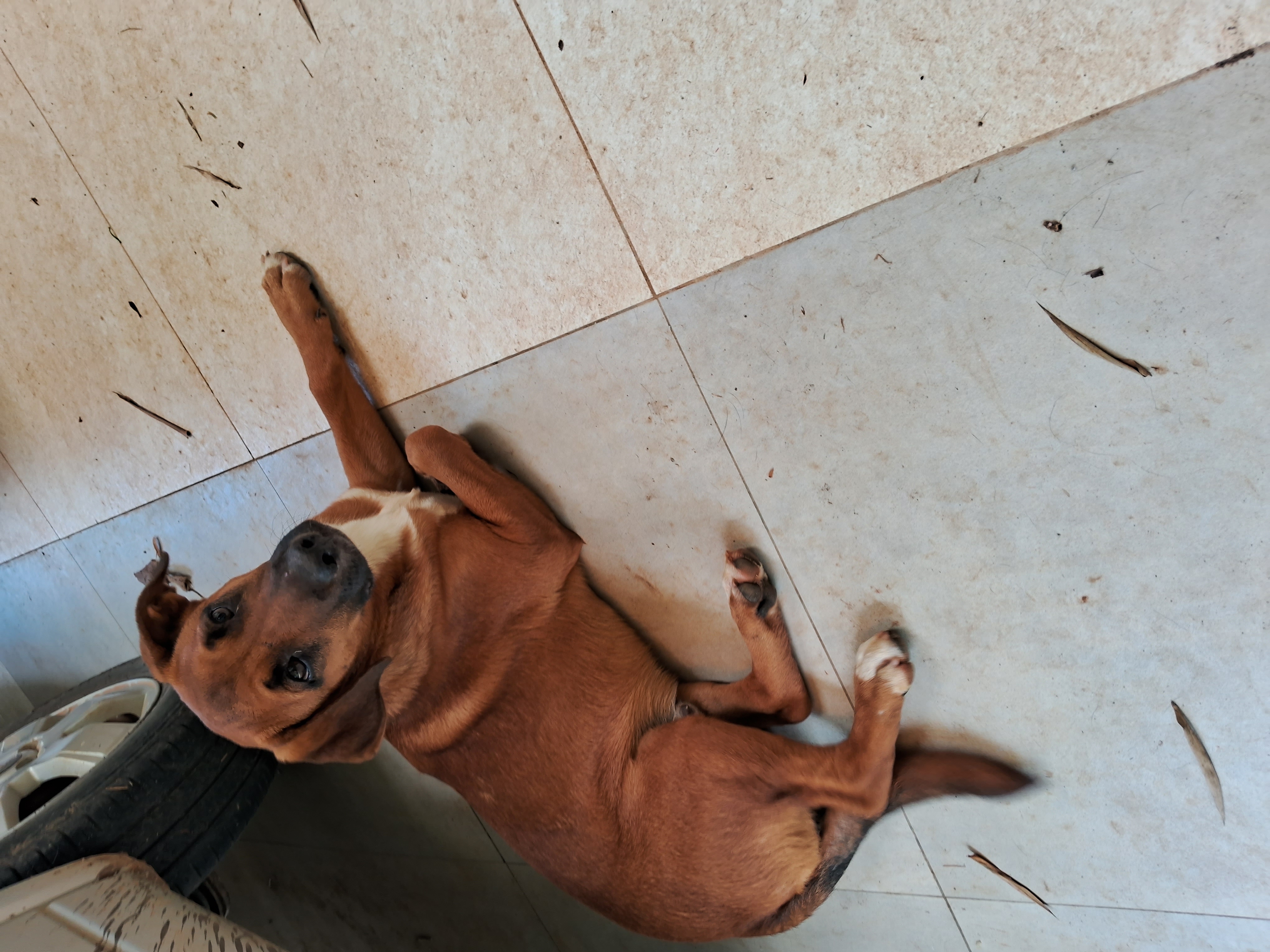 Portal Adocão Filhote aproximadamente 6 meses - macho  São Roque 