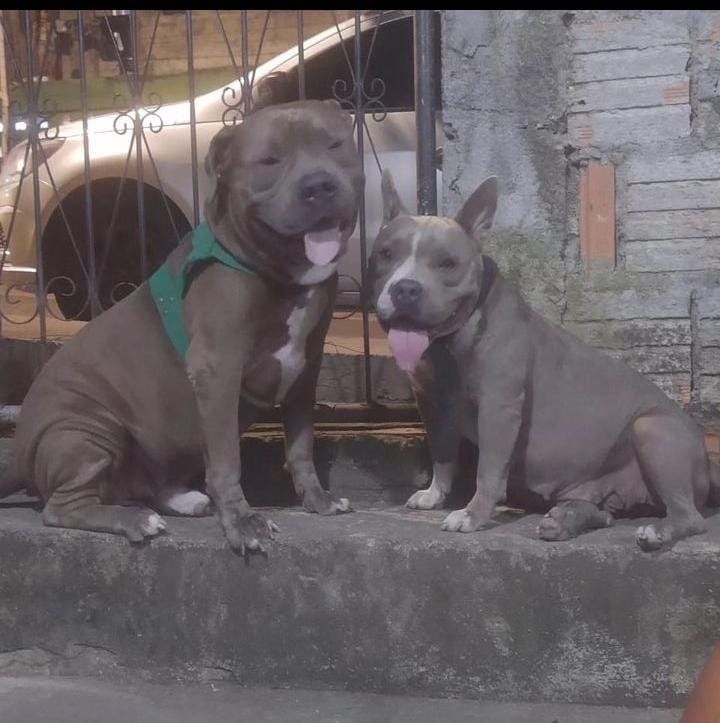 Portal Adocão Pitbull American Bully  Manaus