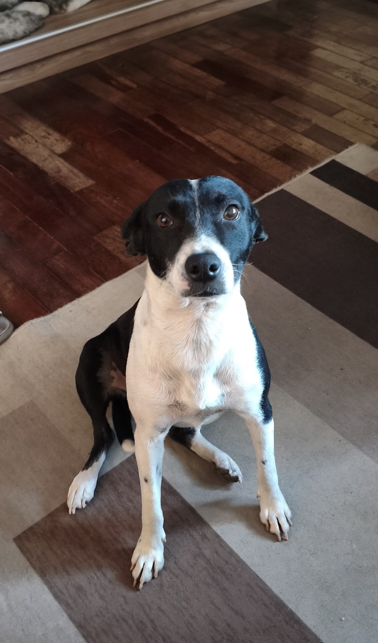 Portal Adocão Estou a procura de um lar 🐕🥰 Americana
