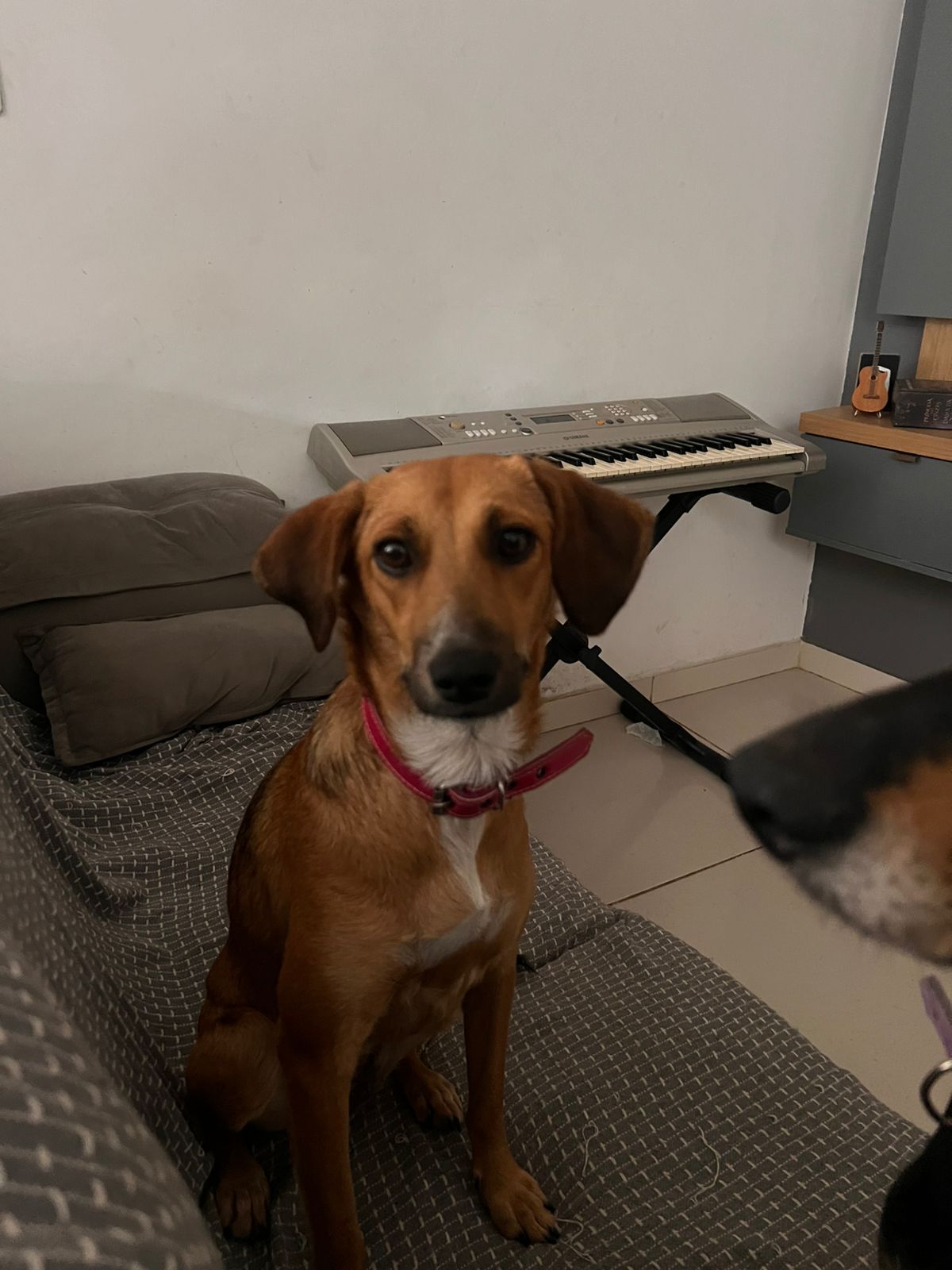Portal Adocão Cachorrinha Fêmea pra adoção  Recife