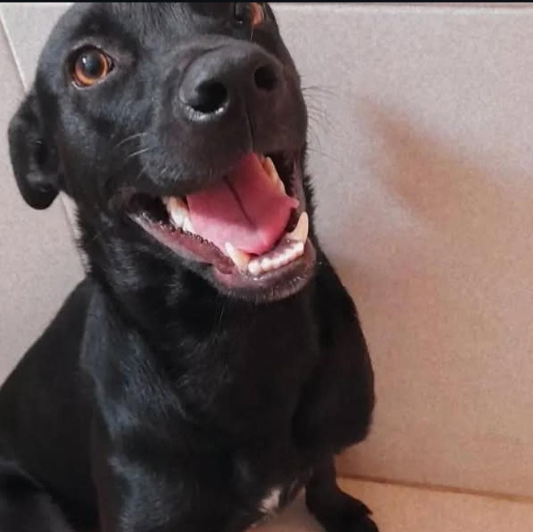 Portal Adocão Cão SRD 4 anos Olinda