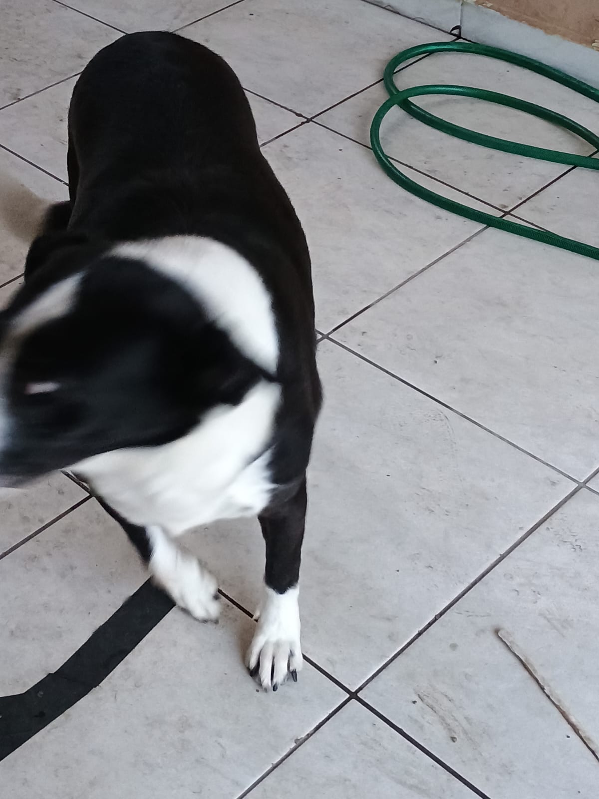 Portal Adocão Estou doando cachorra  Curitiba