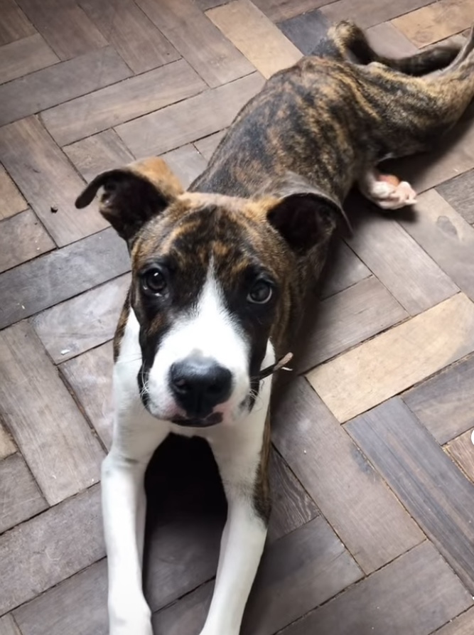 Portal Adocão Doação Lindo filhote de Boxer Guarapari 