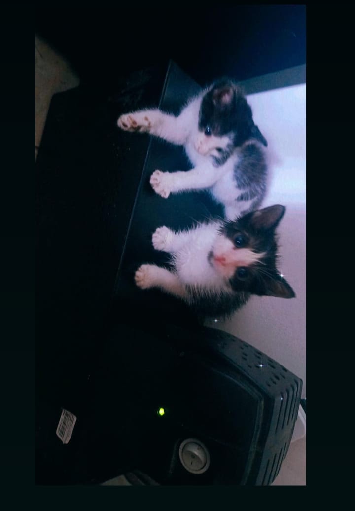Portal Adocão 2 filhos de gatos  Salvador